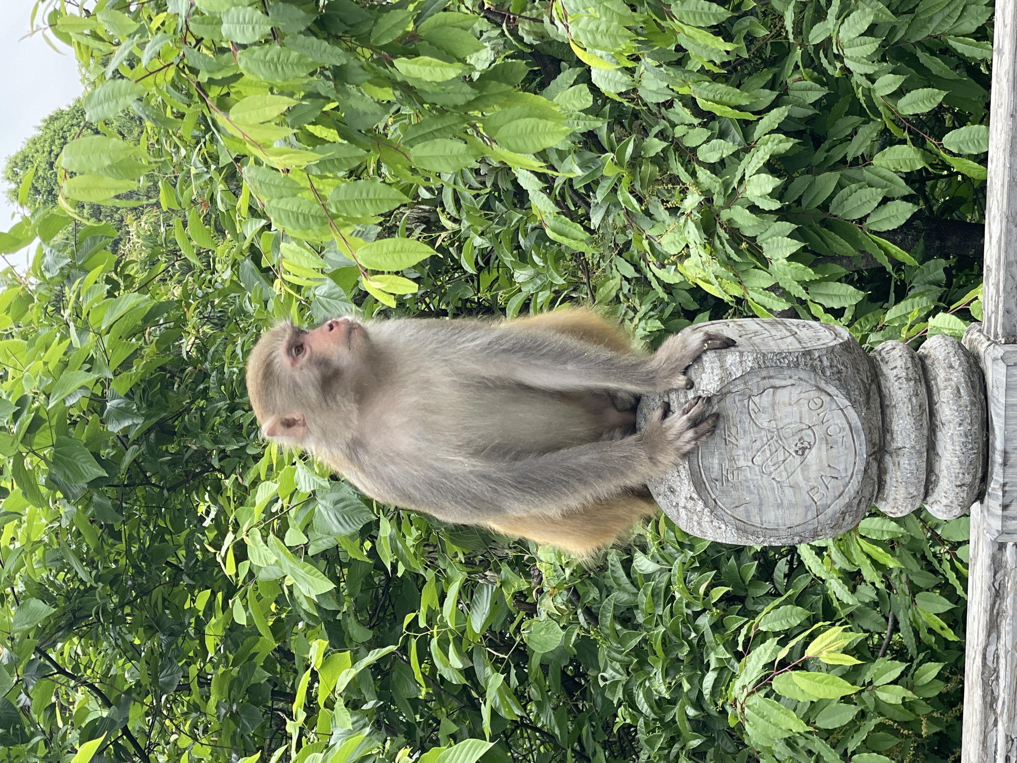 Monkey spotted on stone bridge railings in Luoguta, China