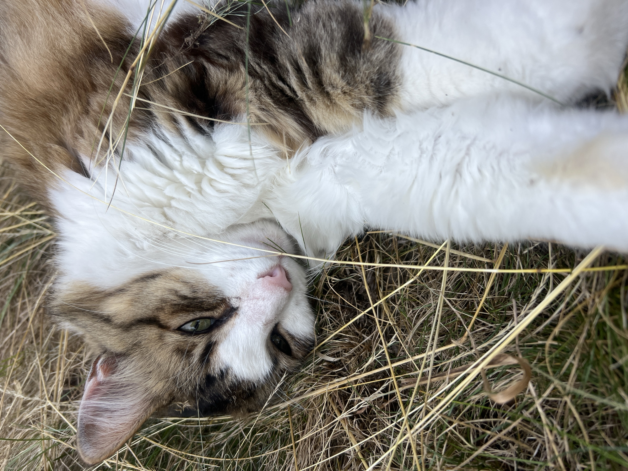 Lazy summer afternoon with backyard cats in Fontanka, Ukraine