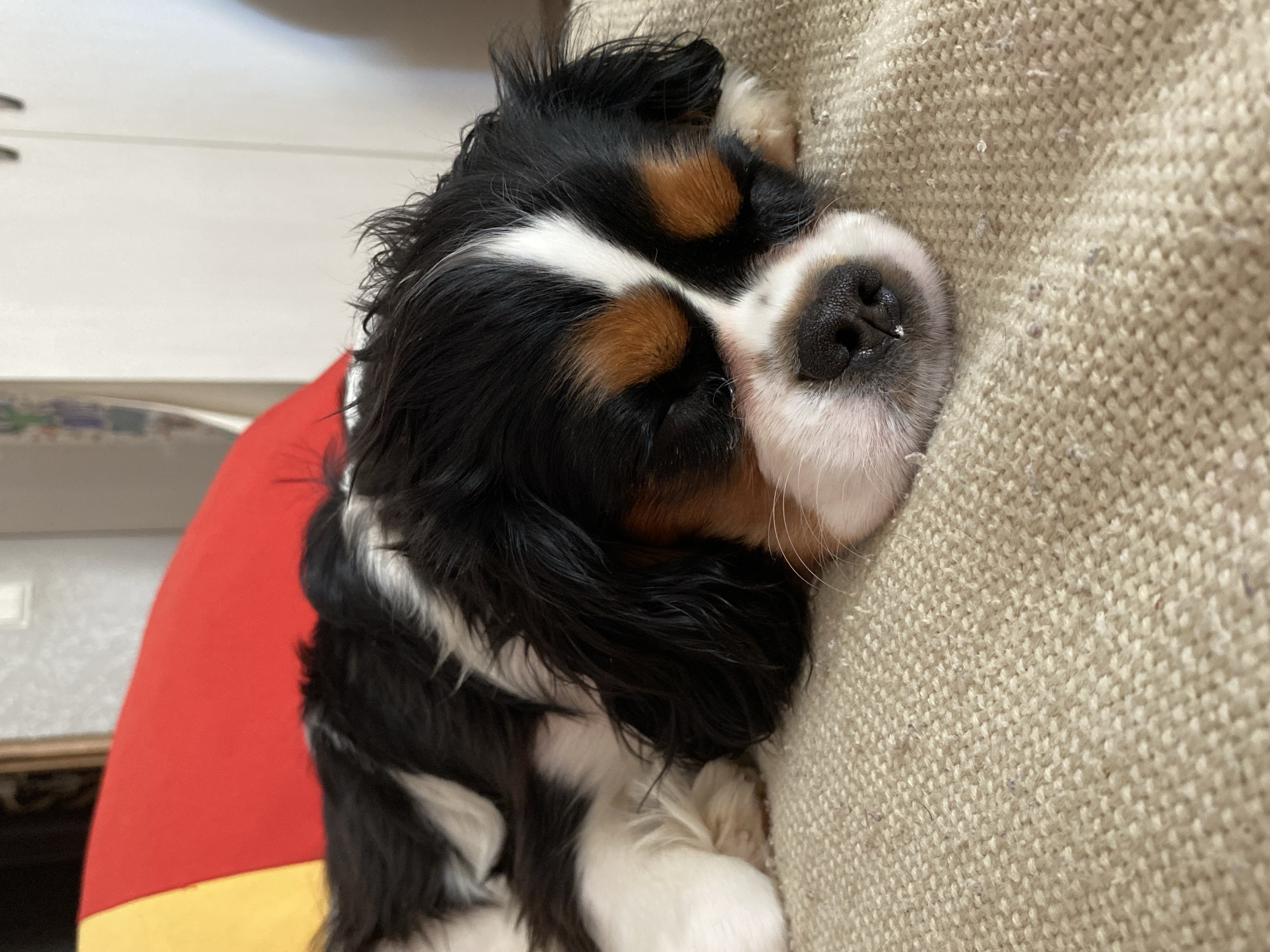 Sleeping Cavalier King Charles Spaniel puppy documented in Votkinsk