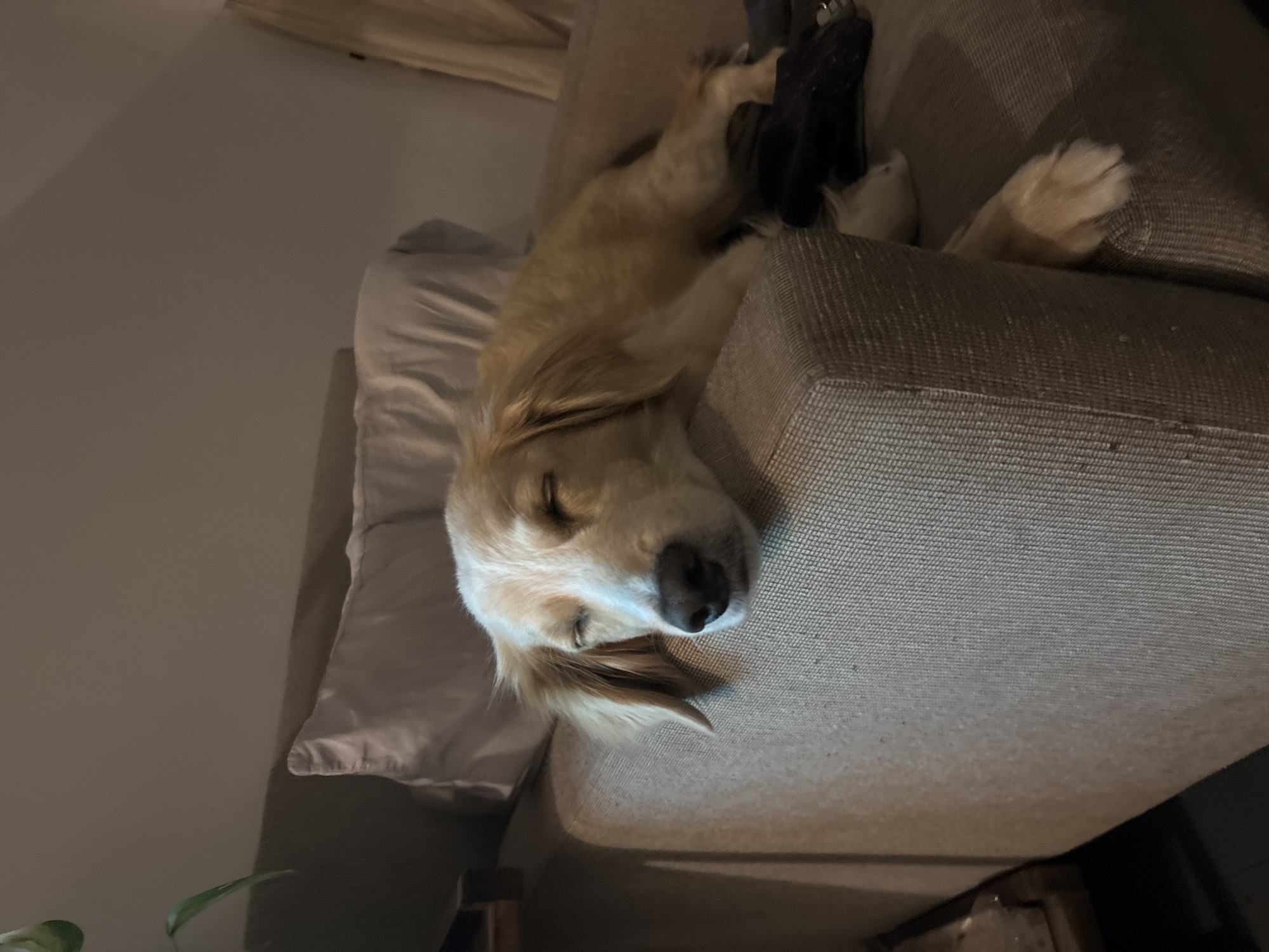 Early morning bonding moments between person and golden retriever