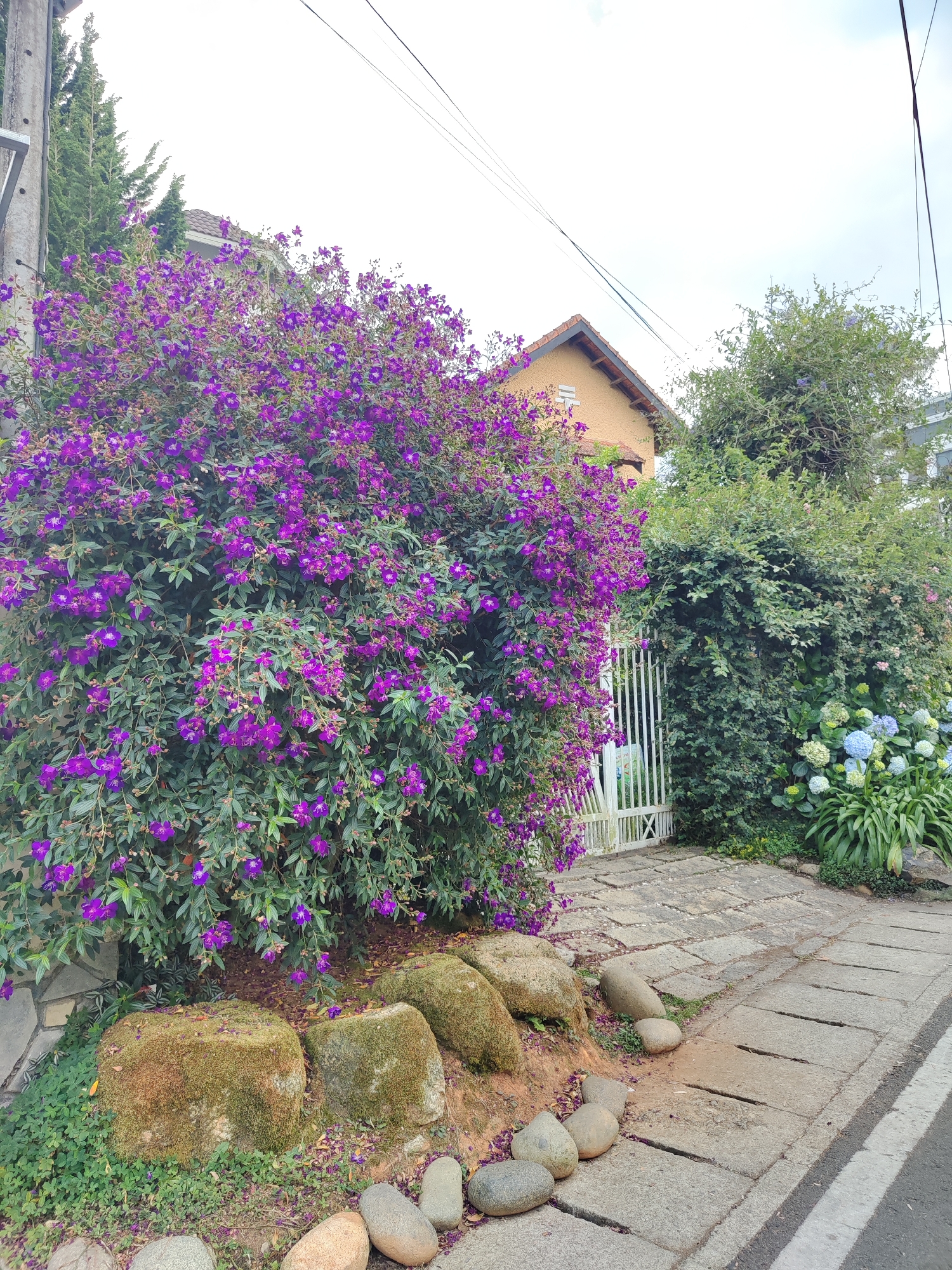Morning garden walk documented in Đà Lạt's Lâm Viên district