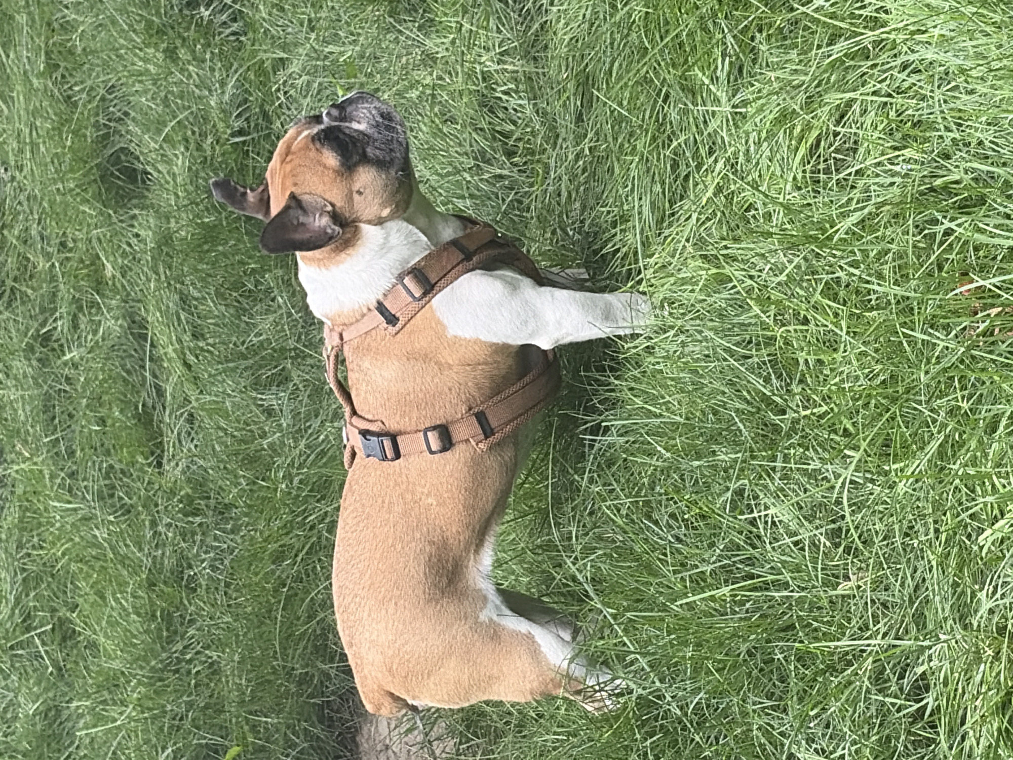 French Bulldog out for a sniff in Almaty green space