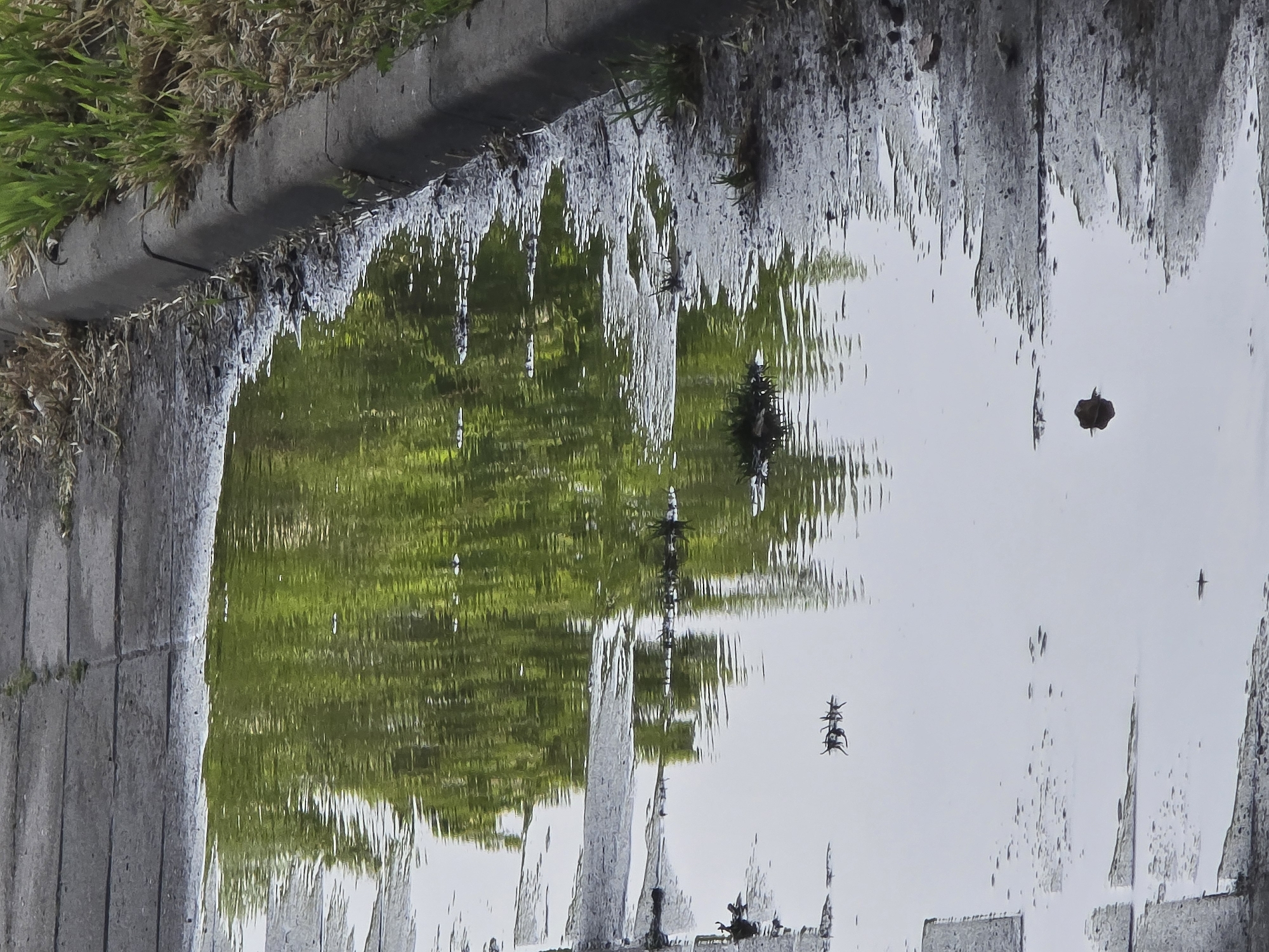 Urban observer captures puddle reflections, paved surfaces, blooming rose