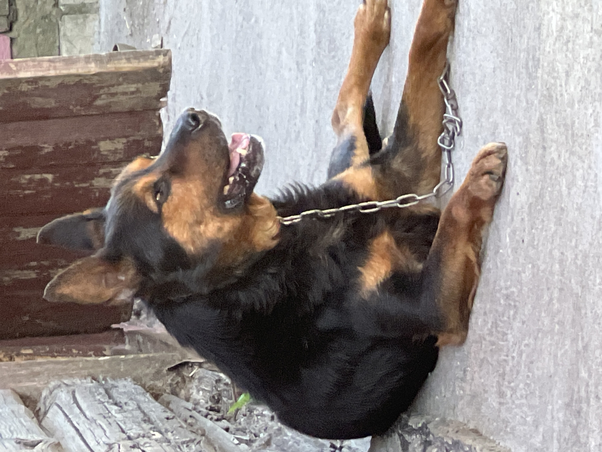 Chained dog resting outside a building in Mahilyow, Belarus