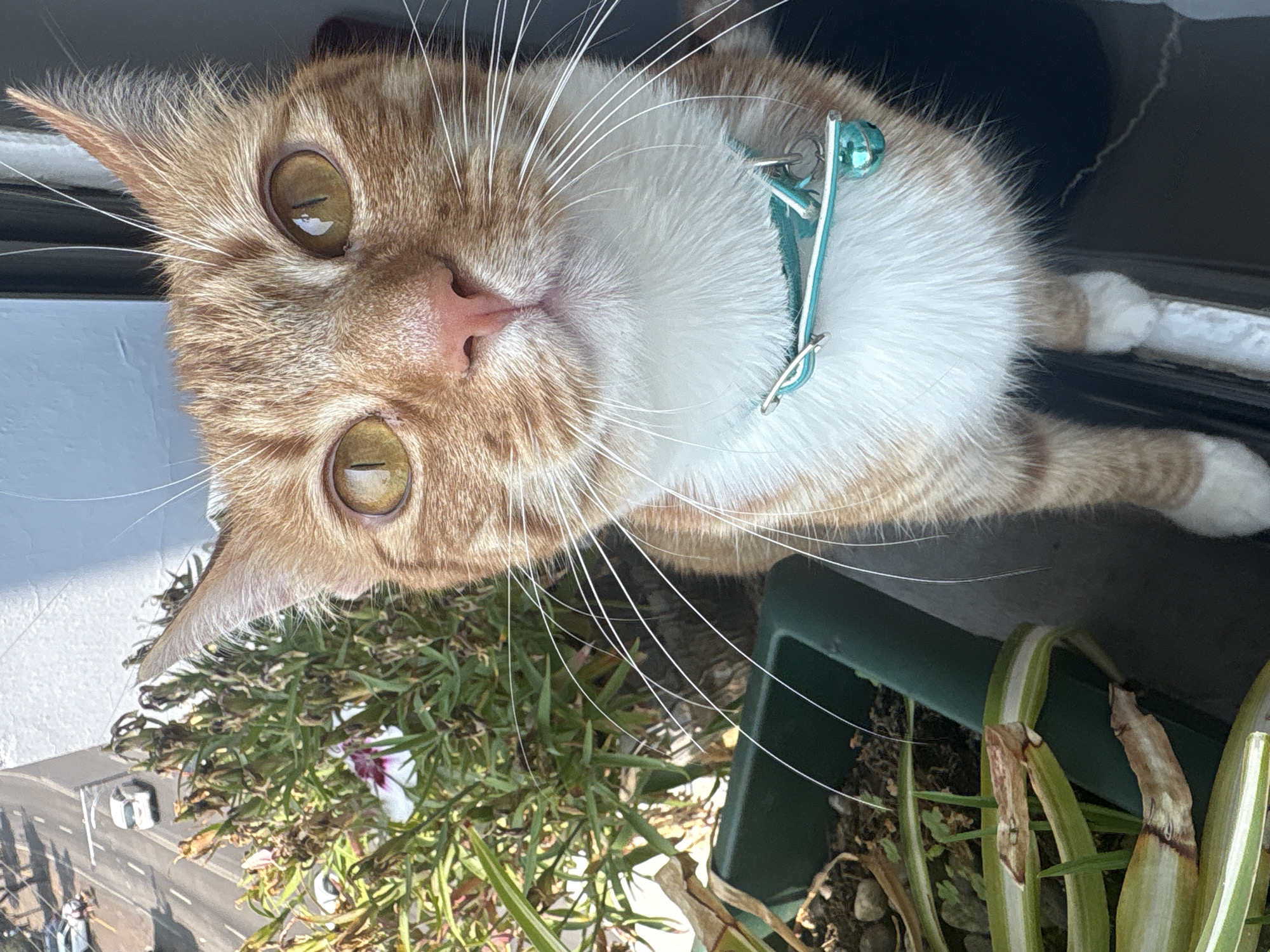 Orange tabby cat photographed looking up in Mexico City