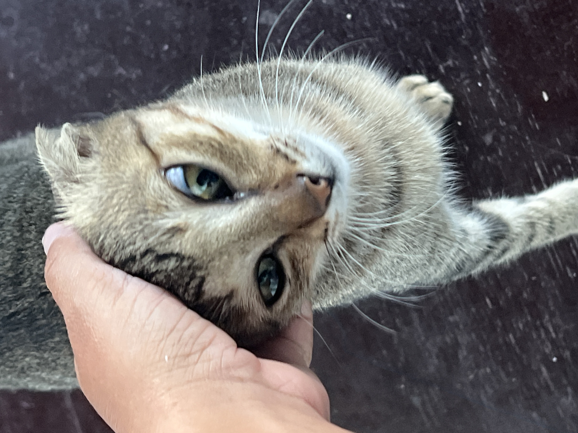 Cat scratches and coffee blooms in General Luna