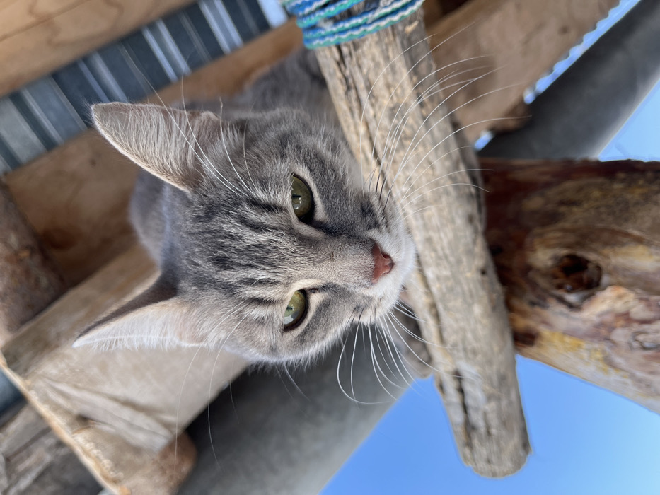 Rural Russian village life documented with pets, snow scenes