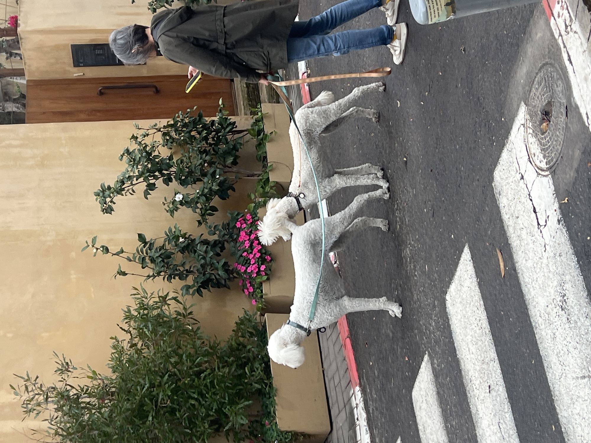 Woman walks white poodles on Tel Aviv street