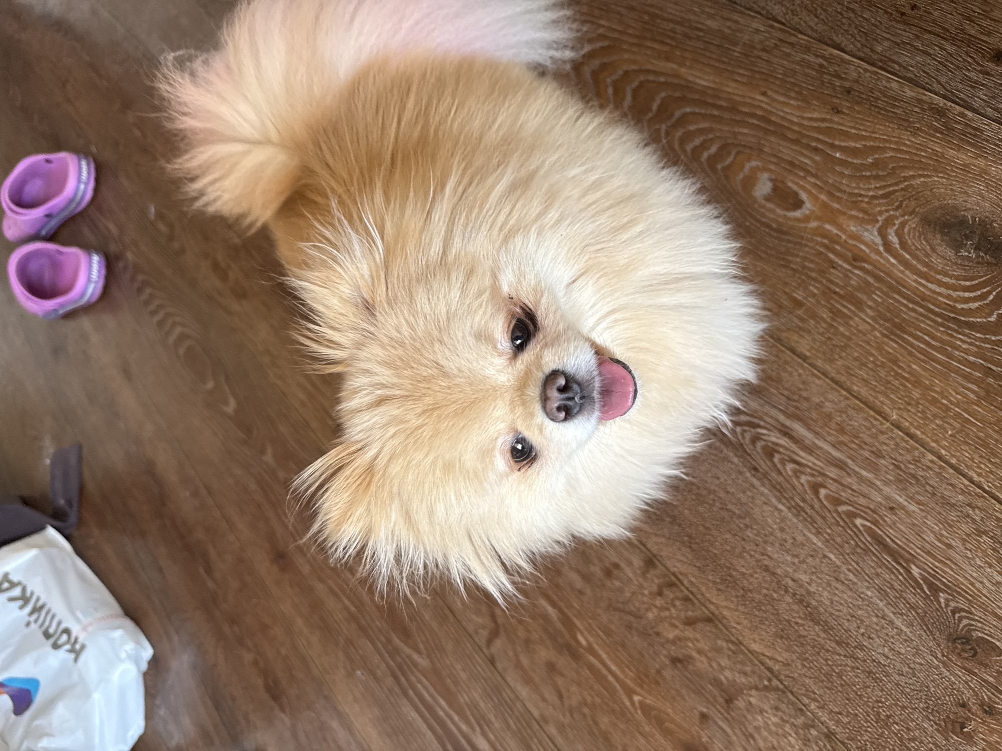Pomeranians at home, then a drive out to the coast