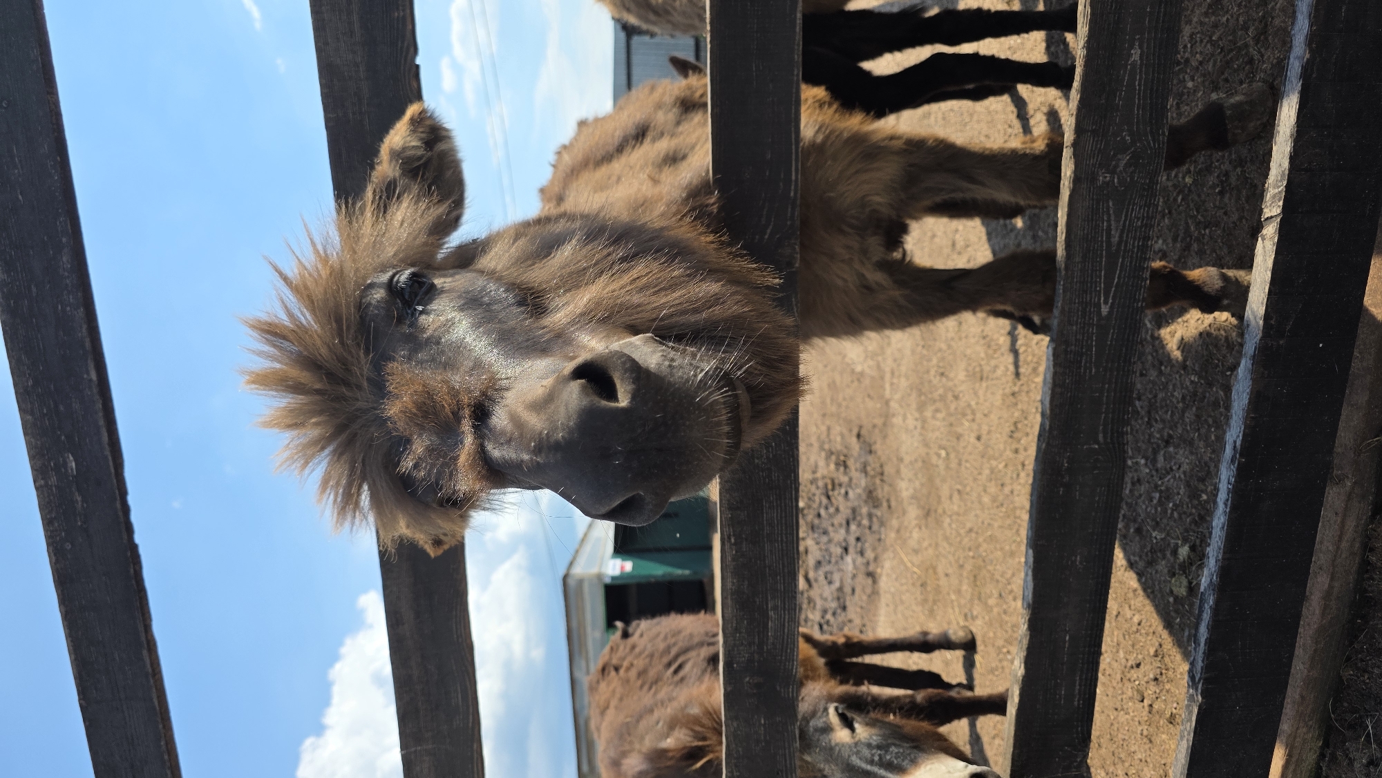 Zoo visit captures animals and visitors in Inzelga, Russia