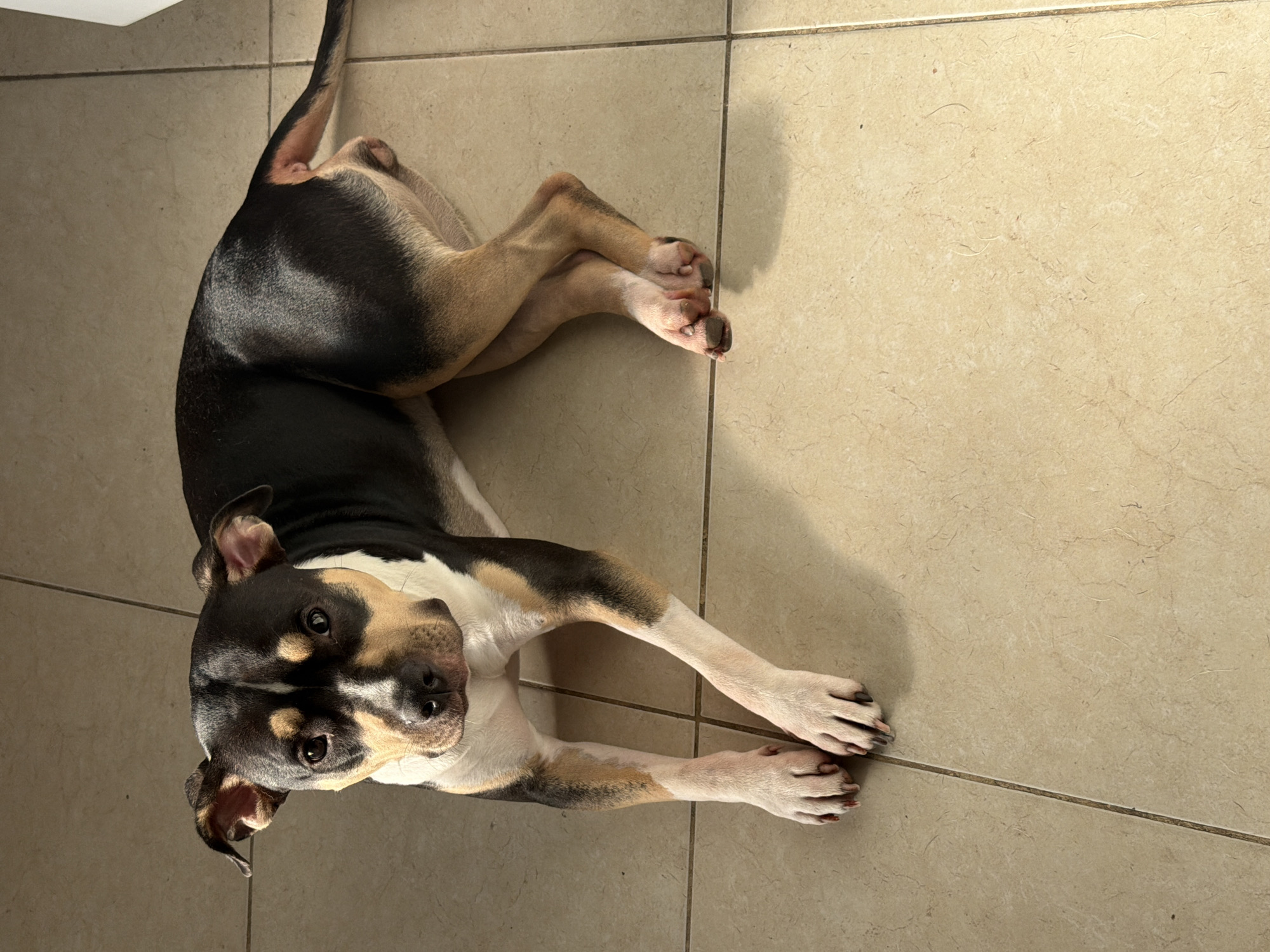 Dog rests, macarons baked in Tel Aviv afternoon