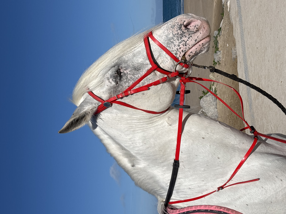 Man rides white horse on Tangier beach promenade