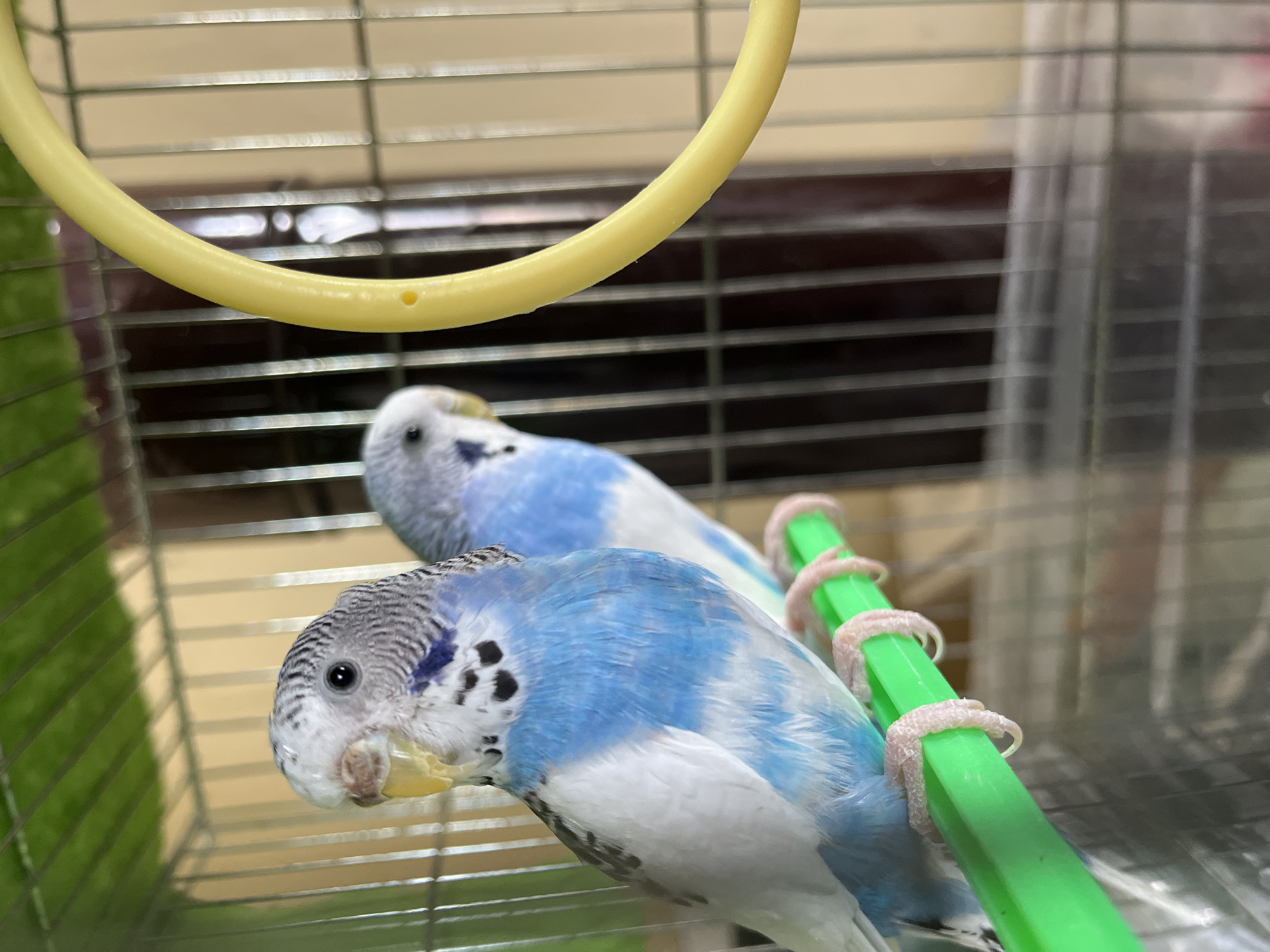 Pet owner documents budgerigars and dog in Shumen, Bulgaria