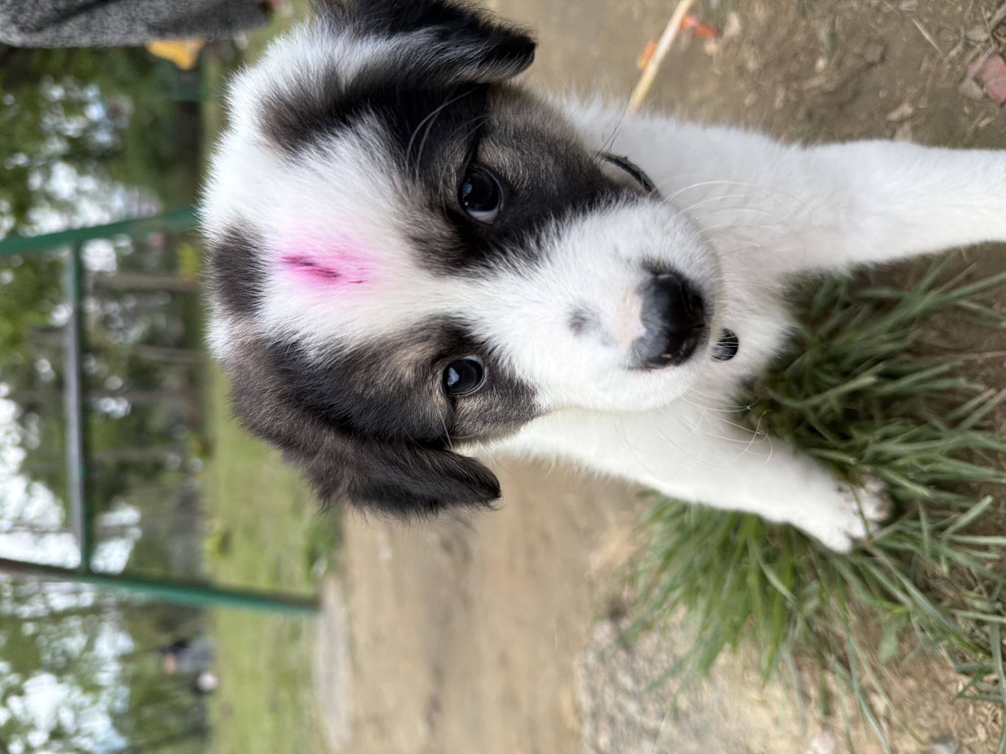 Parti-colored puppy photographed in Pokhara park