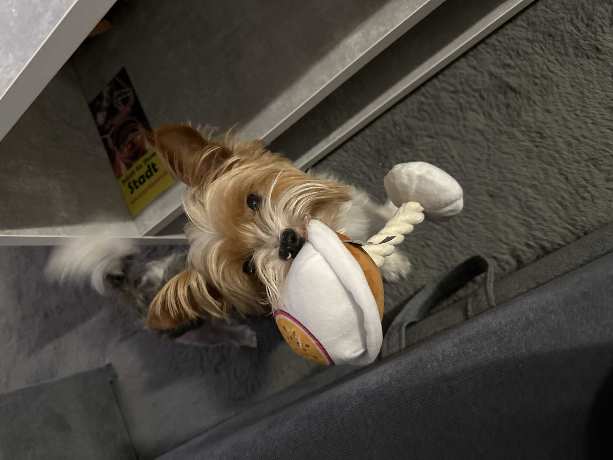 Yorkshire terrier plays with toy on sofa in Germany