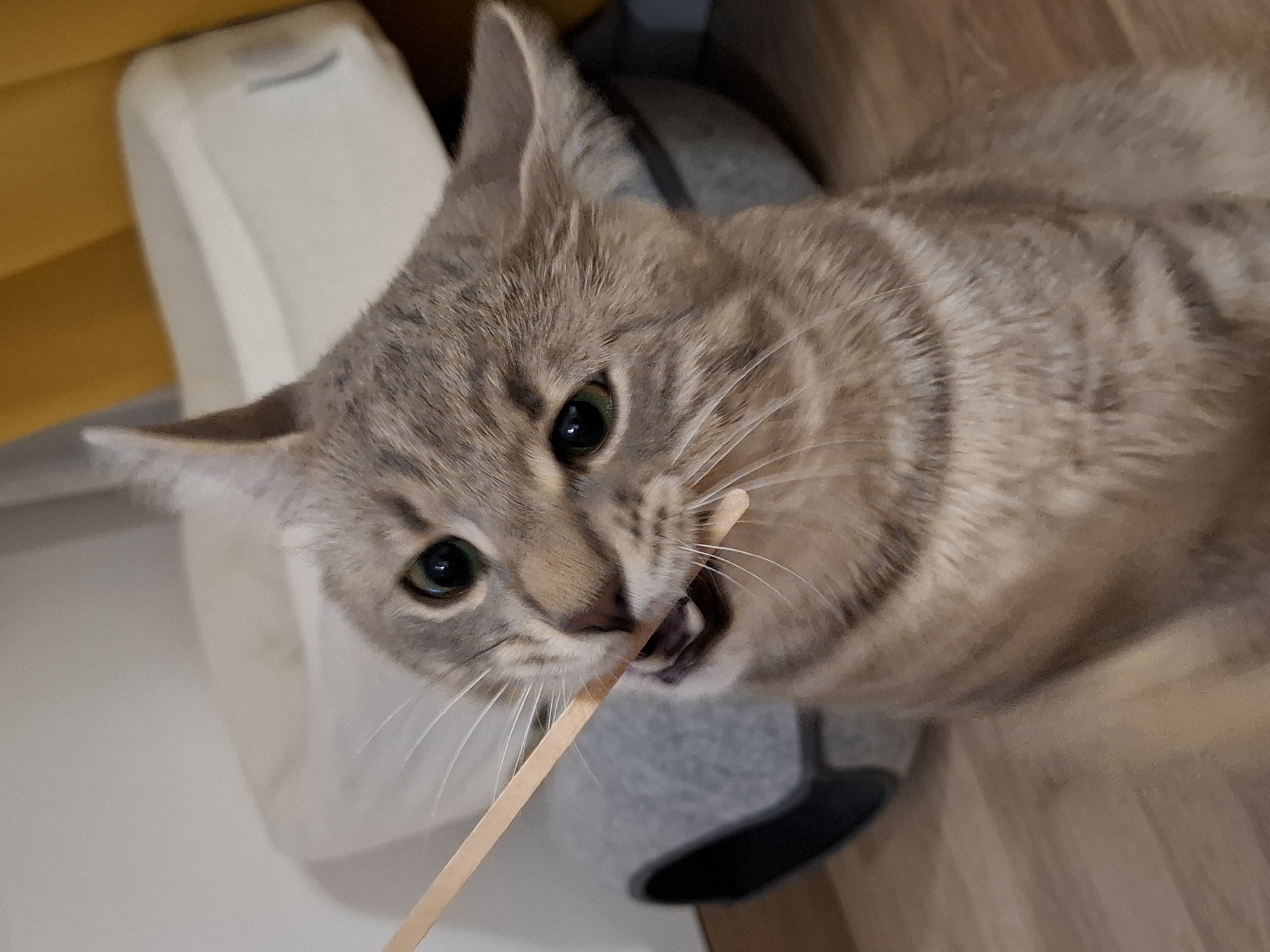 Tabby cat playing and lounging indoors, caught from multiple angles