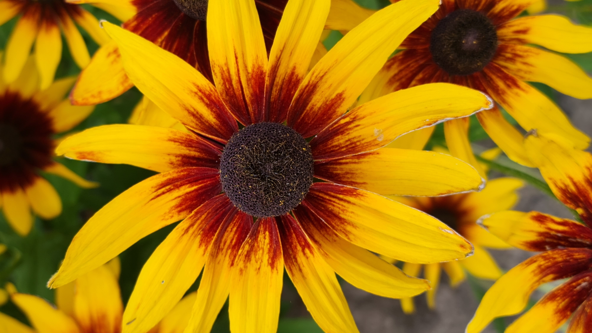 Garden flowers in close-up: black-eyed Susans and pink cactus blooms