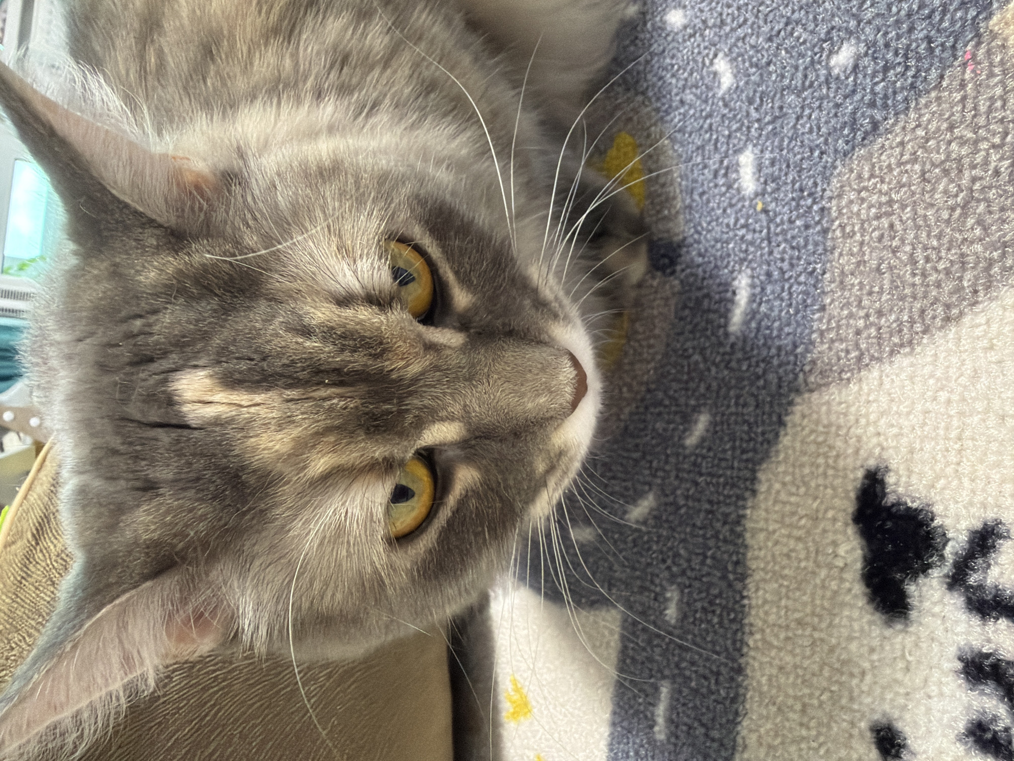 Gray tabby cats up close in Izhevsk