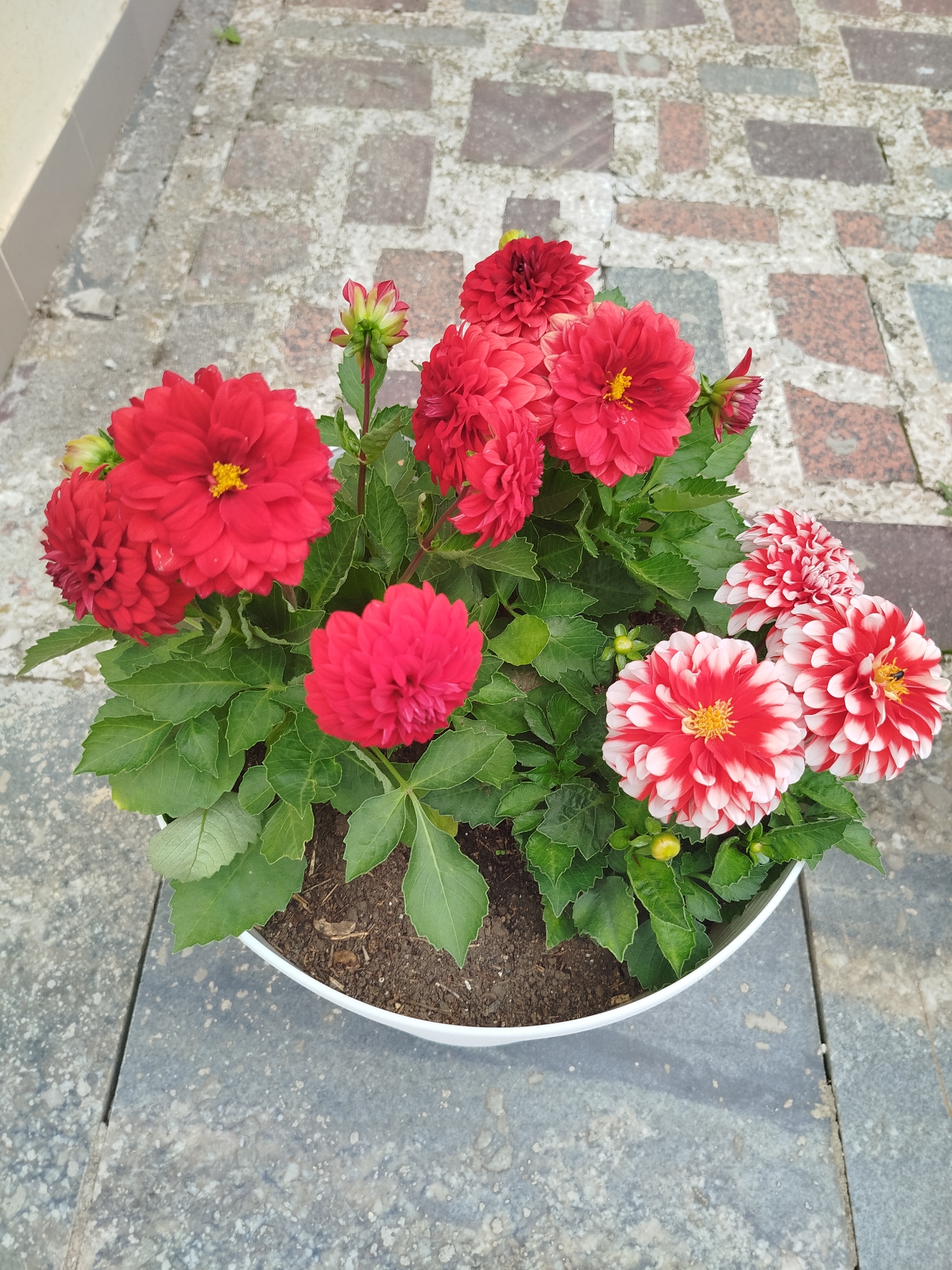 Decorative garden and spa scenes captured during morning hours