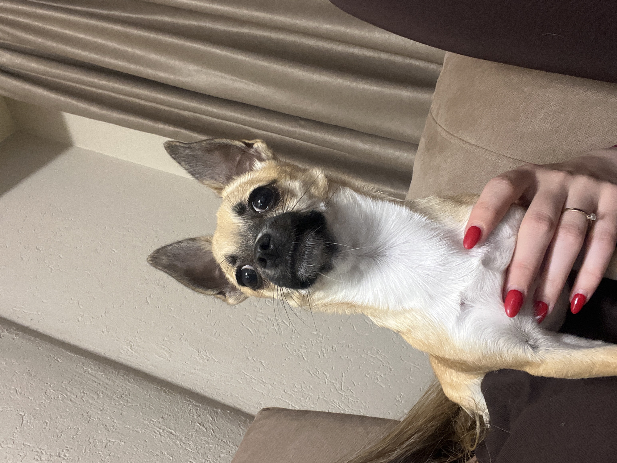 Chihuahua photographed in owner's lap in Sandanski, Bulgaria