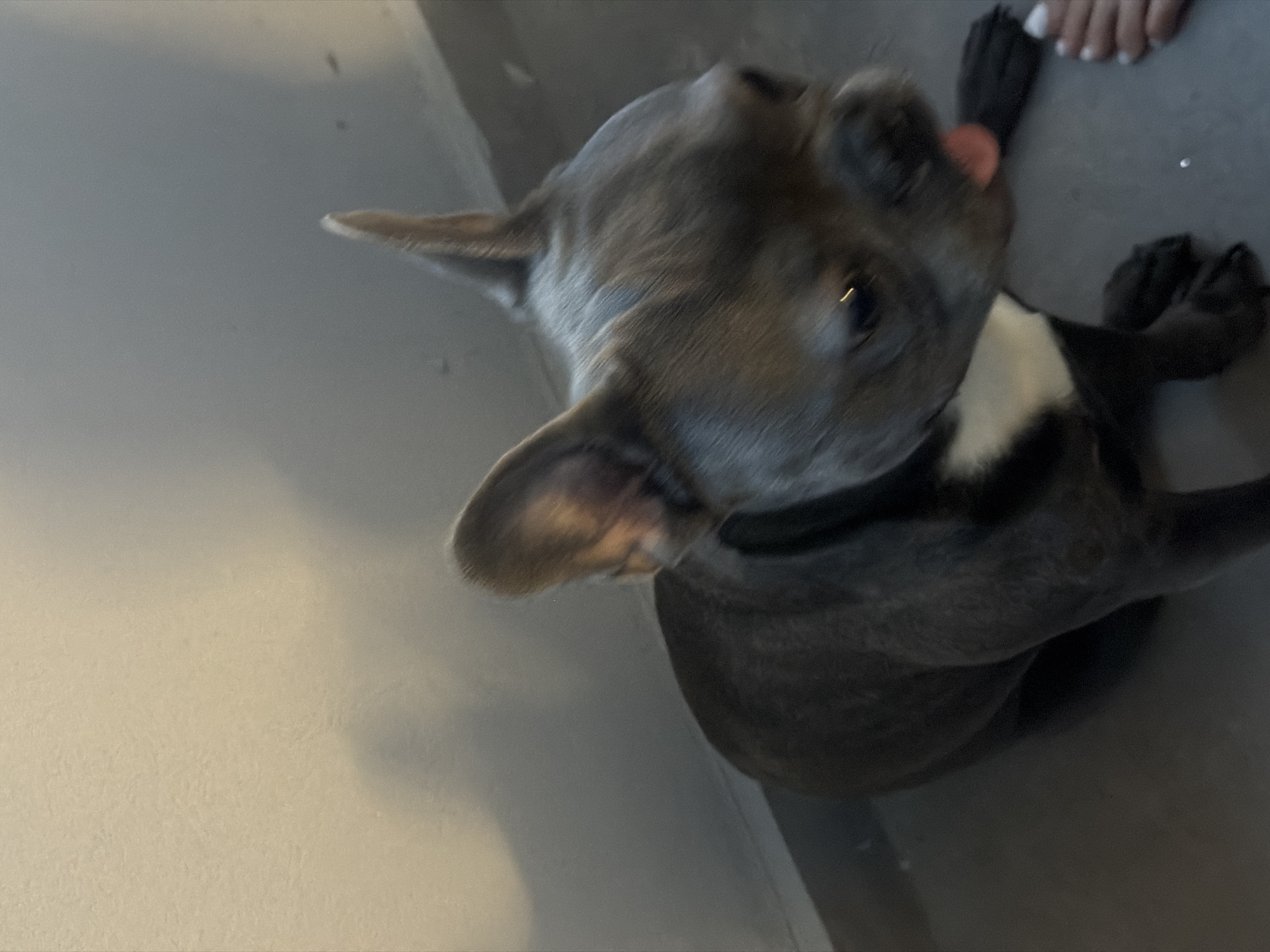 French Bulldog's Afternoon at Home in Ruse, Bulgaria