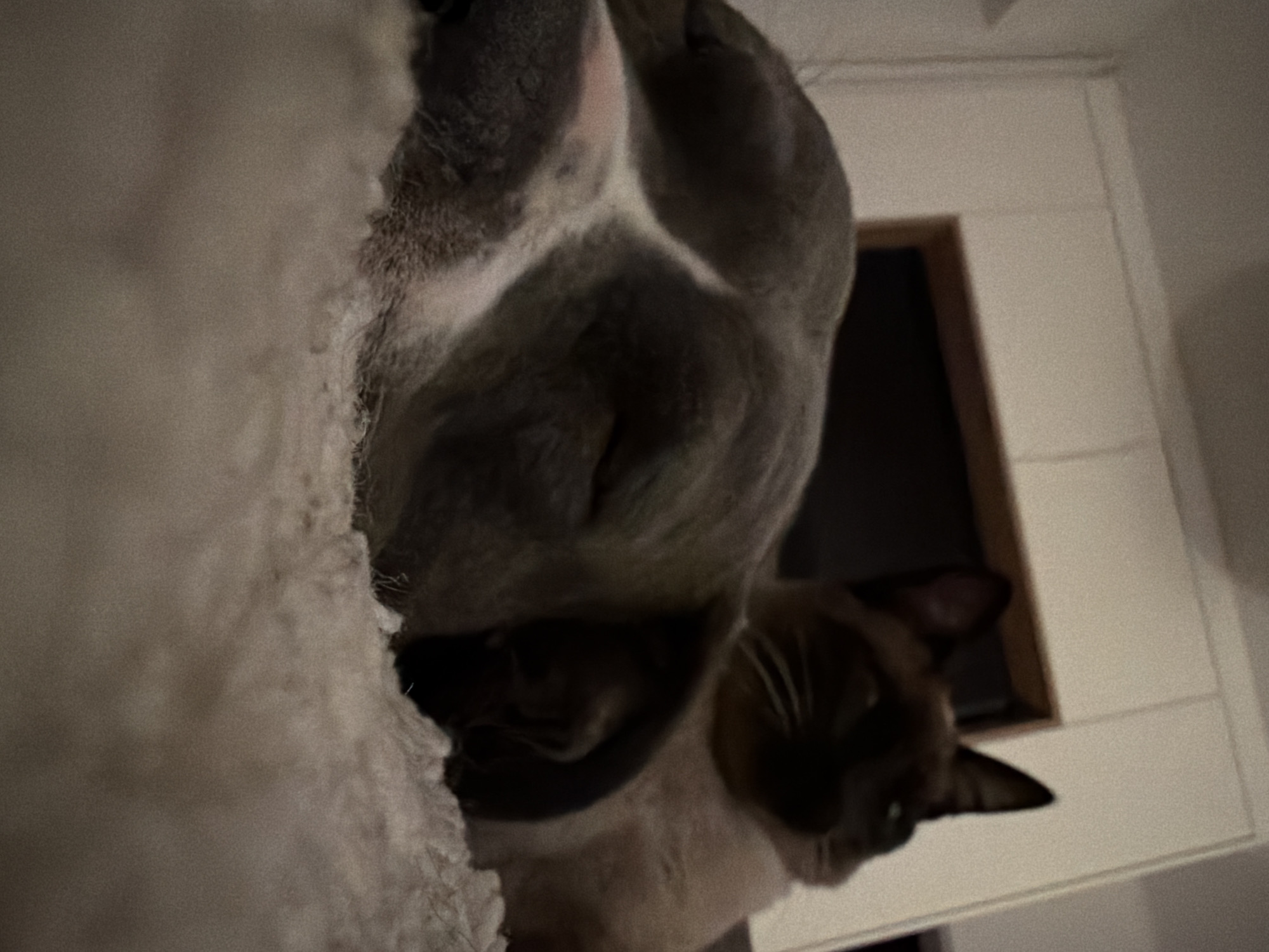 Two cats captured in close-up photograph in Luxembourg