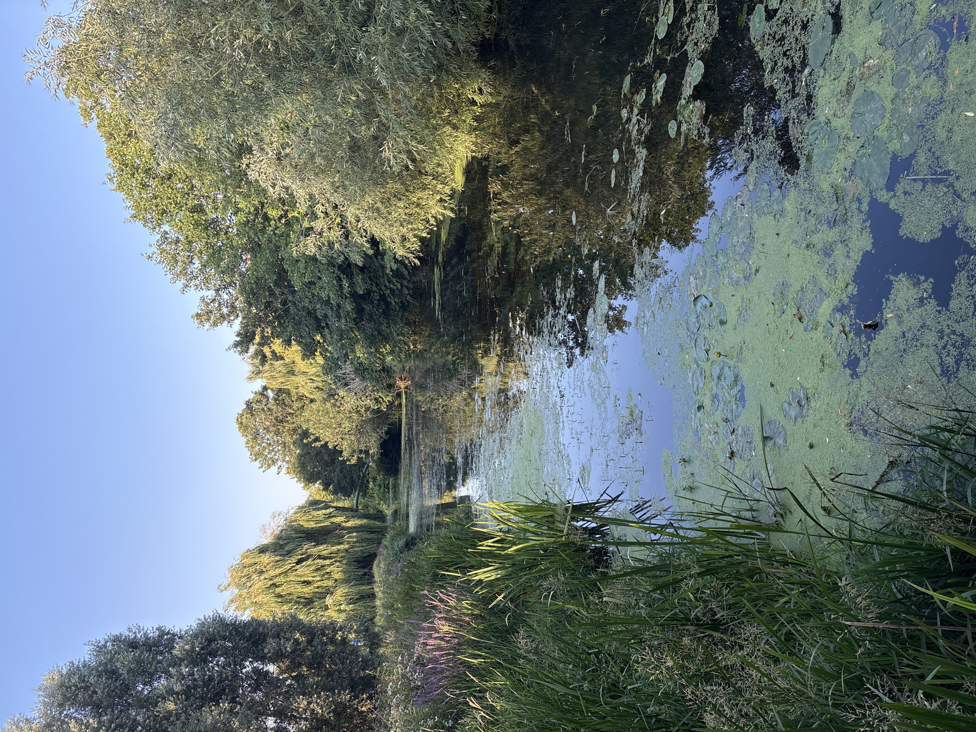 Chelmsford canals, streets, and green spaces on a summer evening
