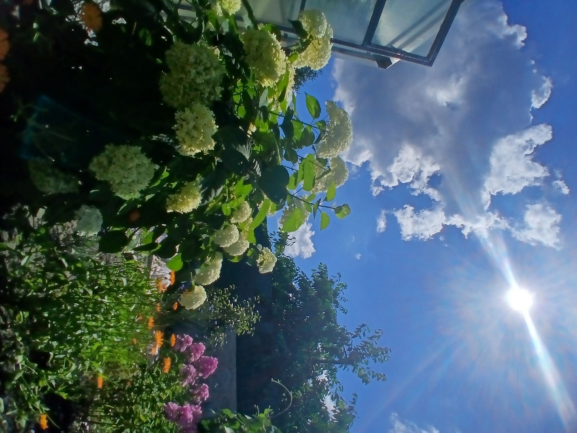 Summer garden morning in a Maslova Pristan' backyard