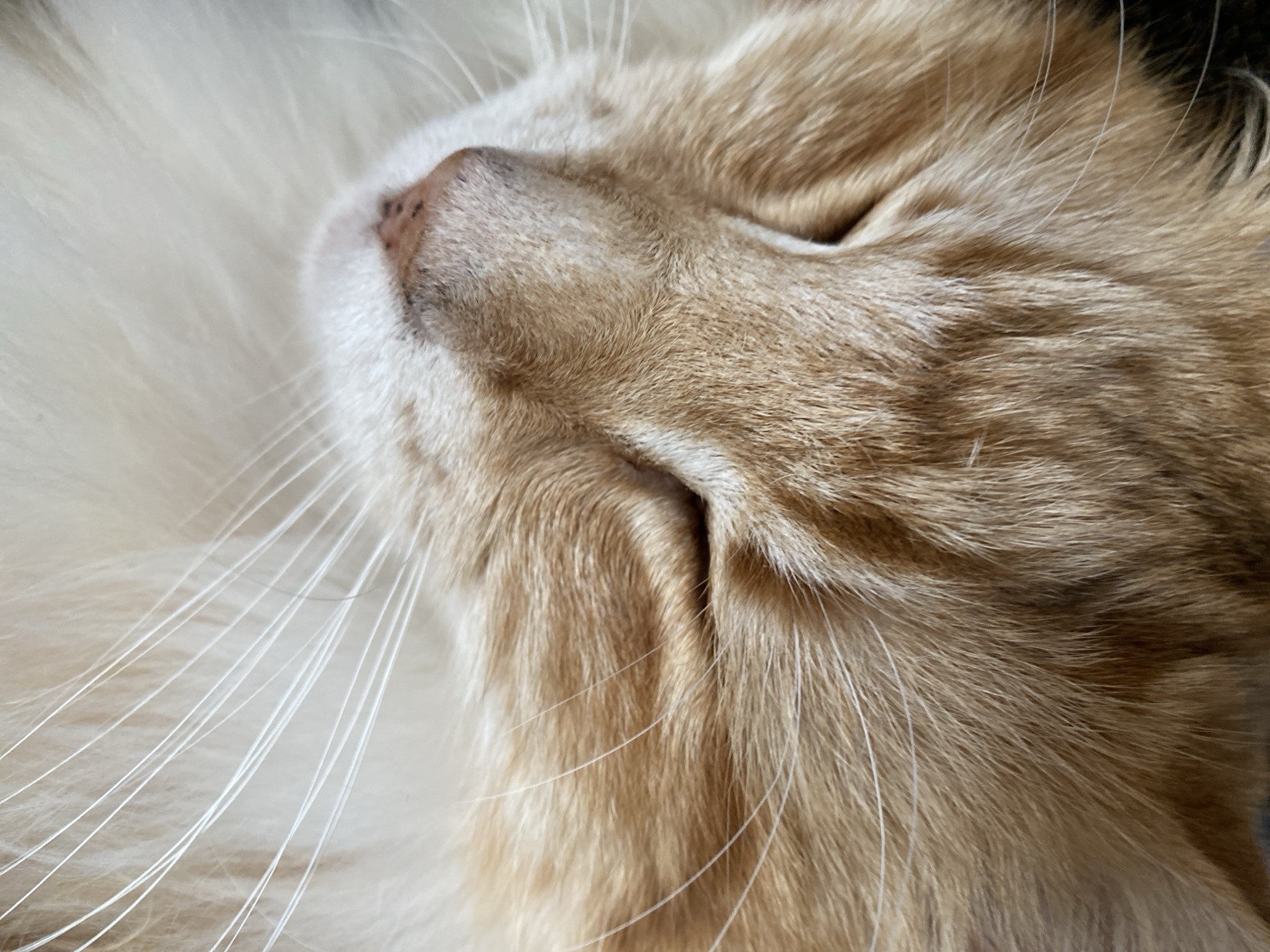 Tabby cat spotted resting peacefully in Strasbourg