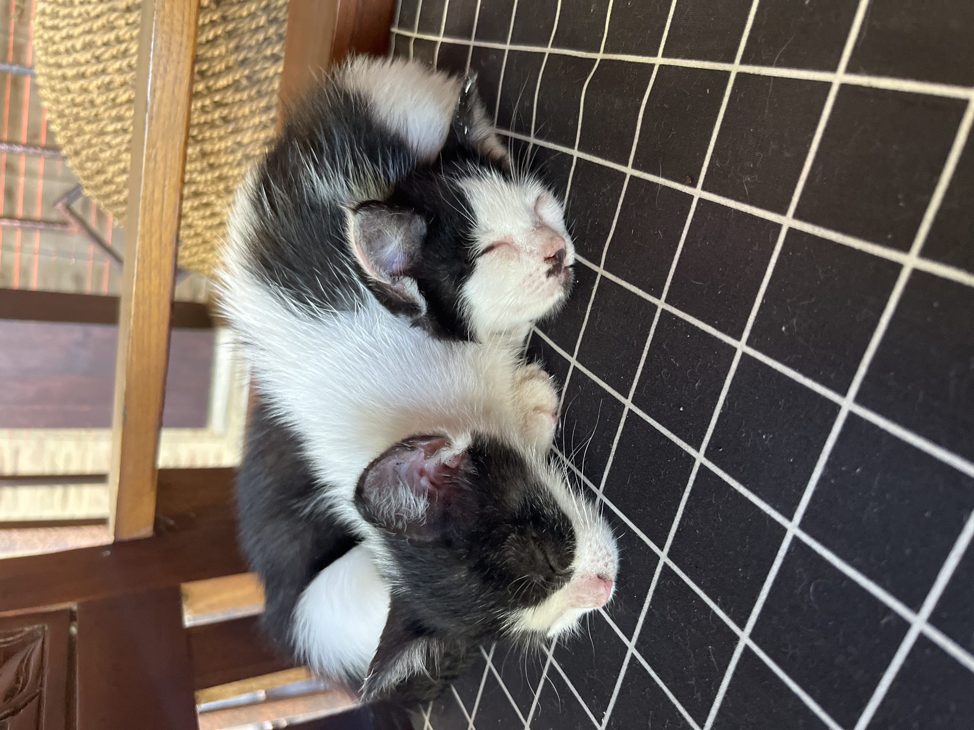 Two kittens sleep together on chair in Tegallalang