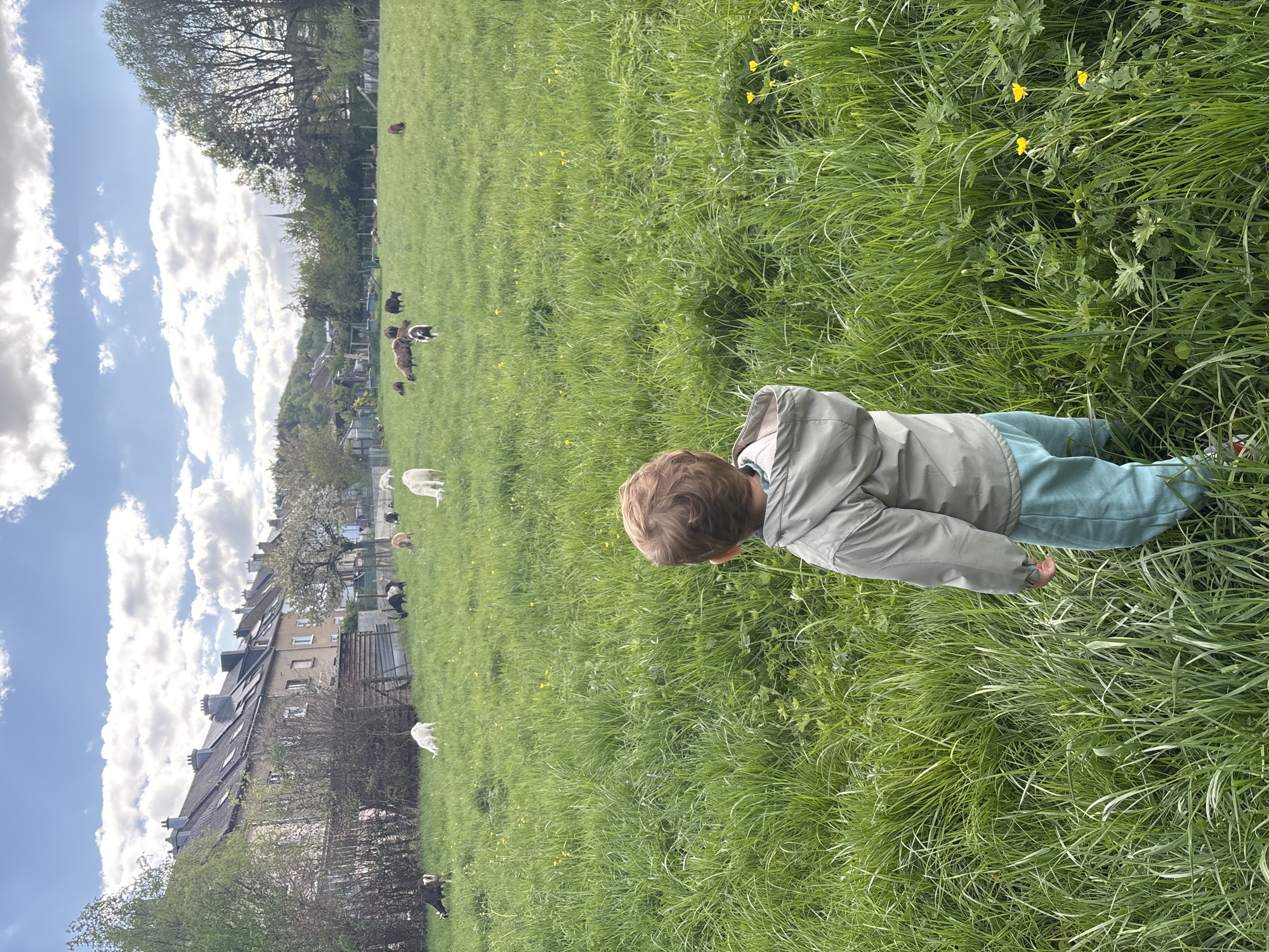 Child walks through goat field in Luxembourg countryside