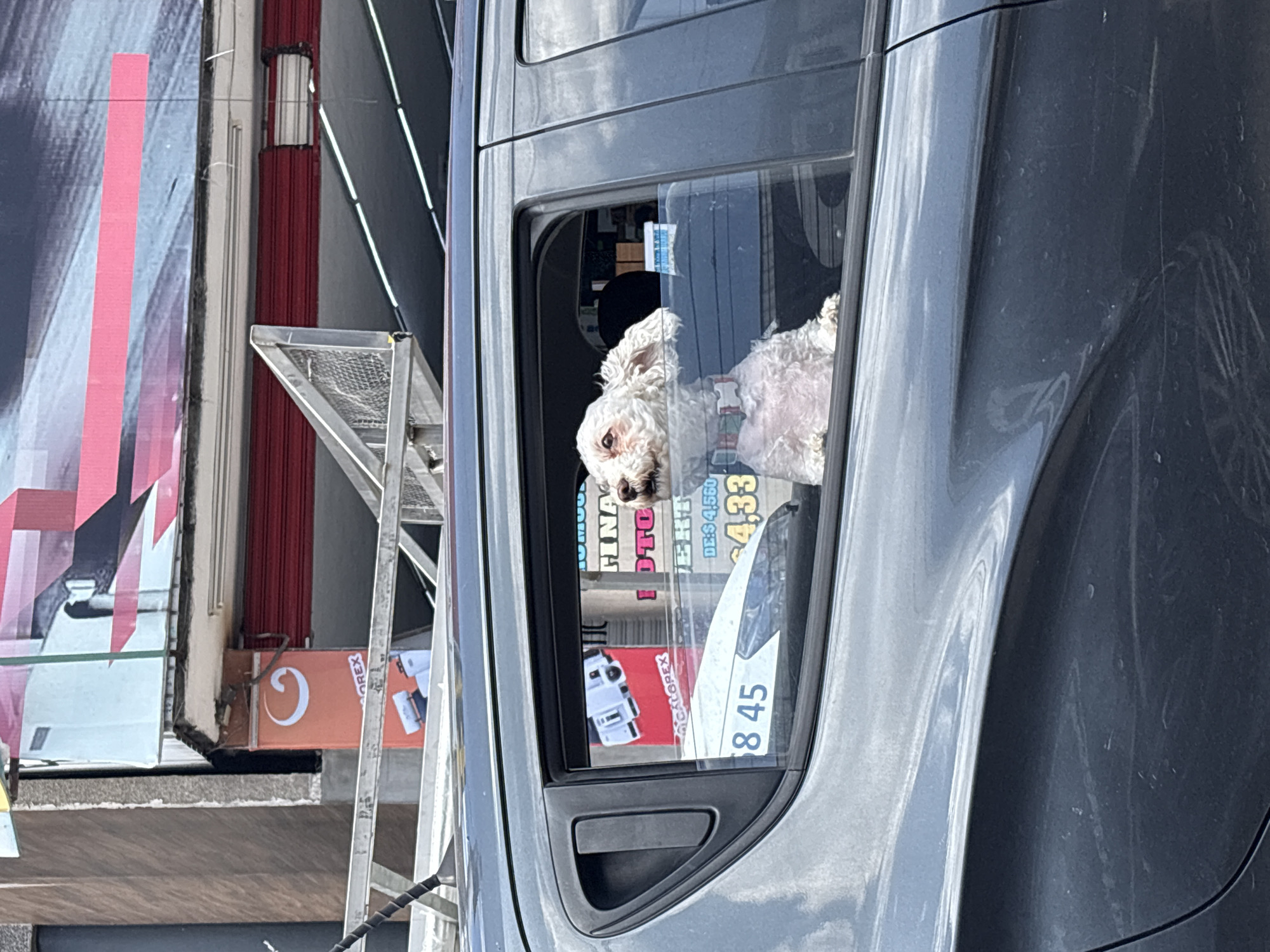 Poodle mix hangs out a car window in Puebla