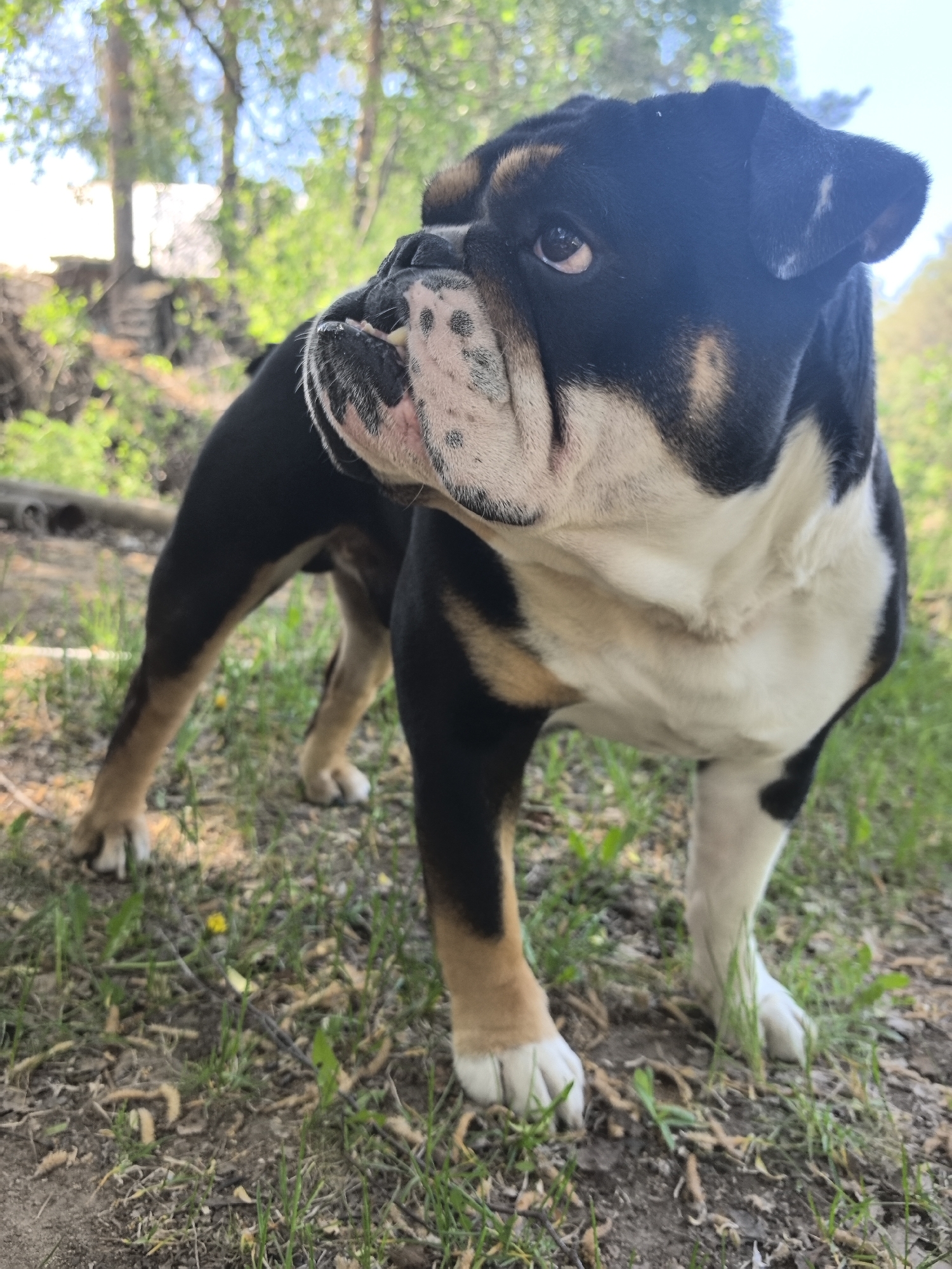 Woman walks English Bulldog at pond in Noviy park