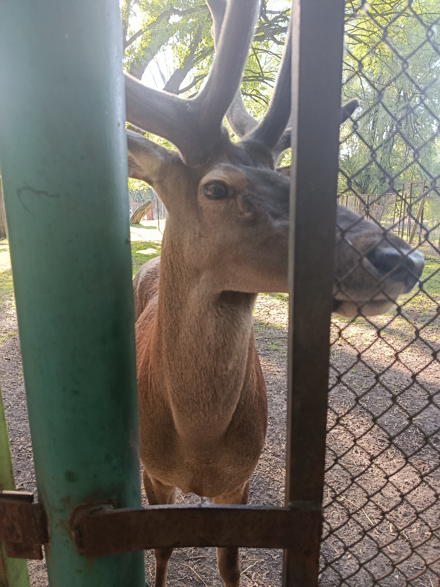 Up-close animal encounters at a farm or zoo