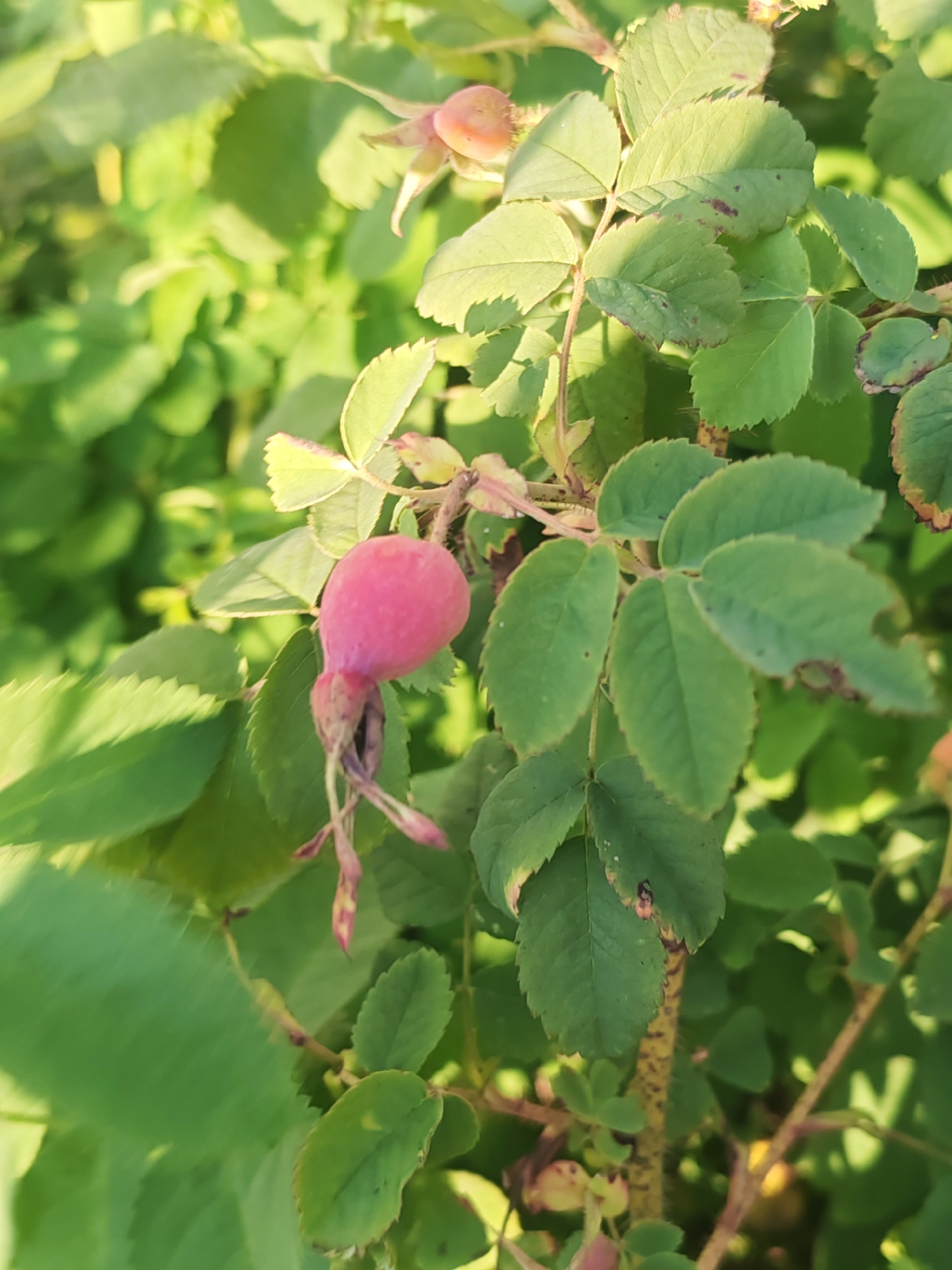Wildflowers, rosehips, and insects in Altai's summer greenery