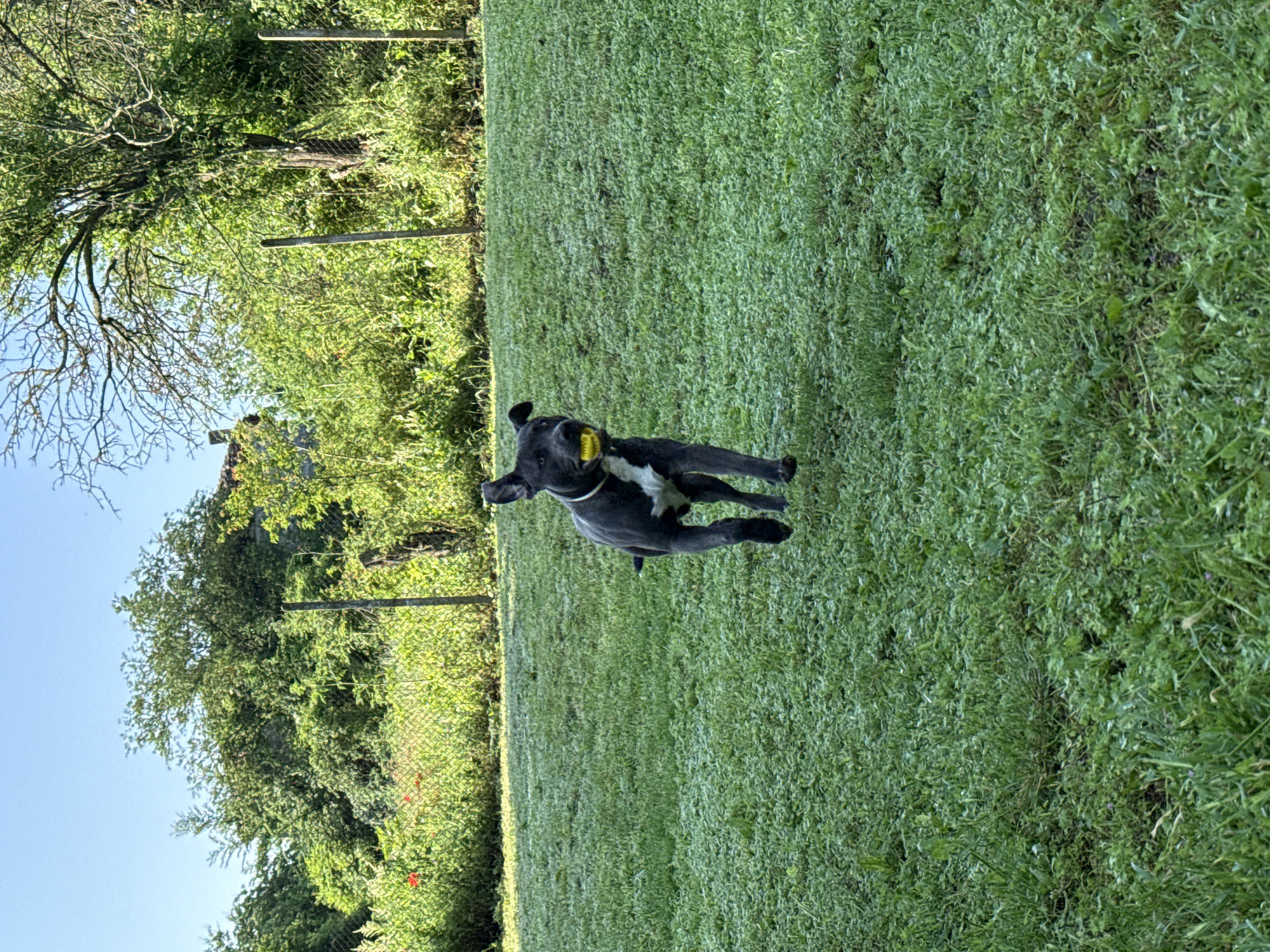 Dogs photographed playing in Bulgarian yard during early morning