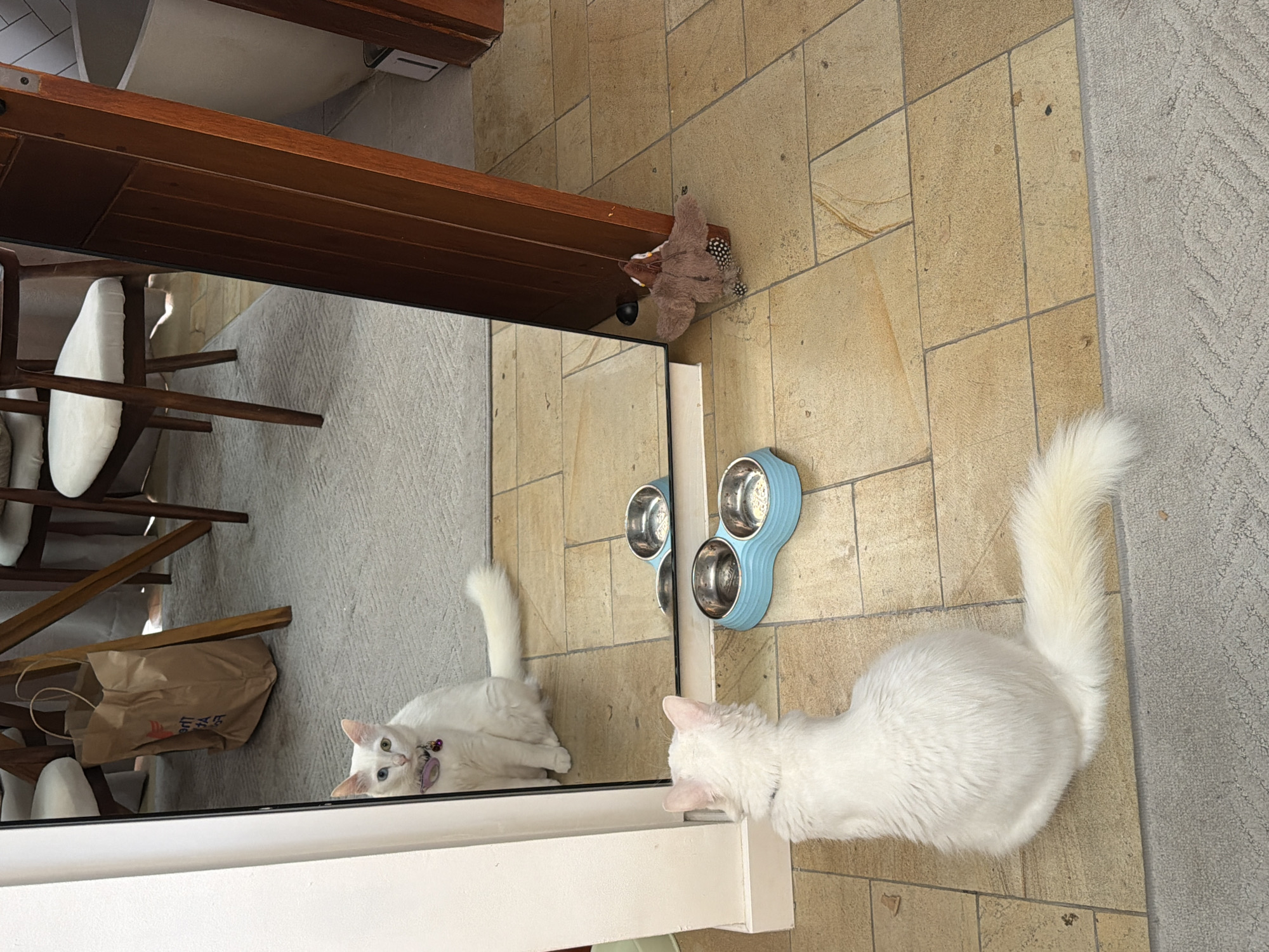 Domestic cats observed in routine indoor activities in Ungasan