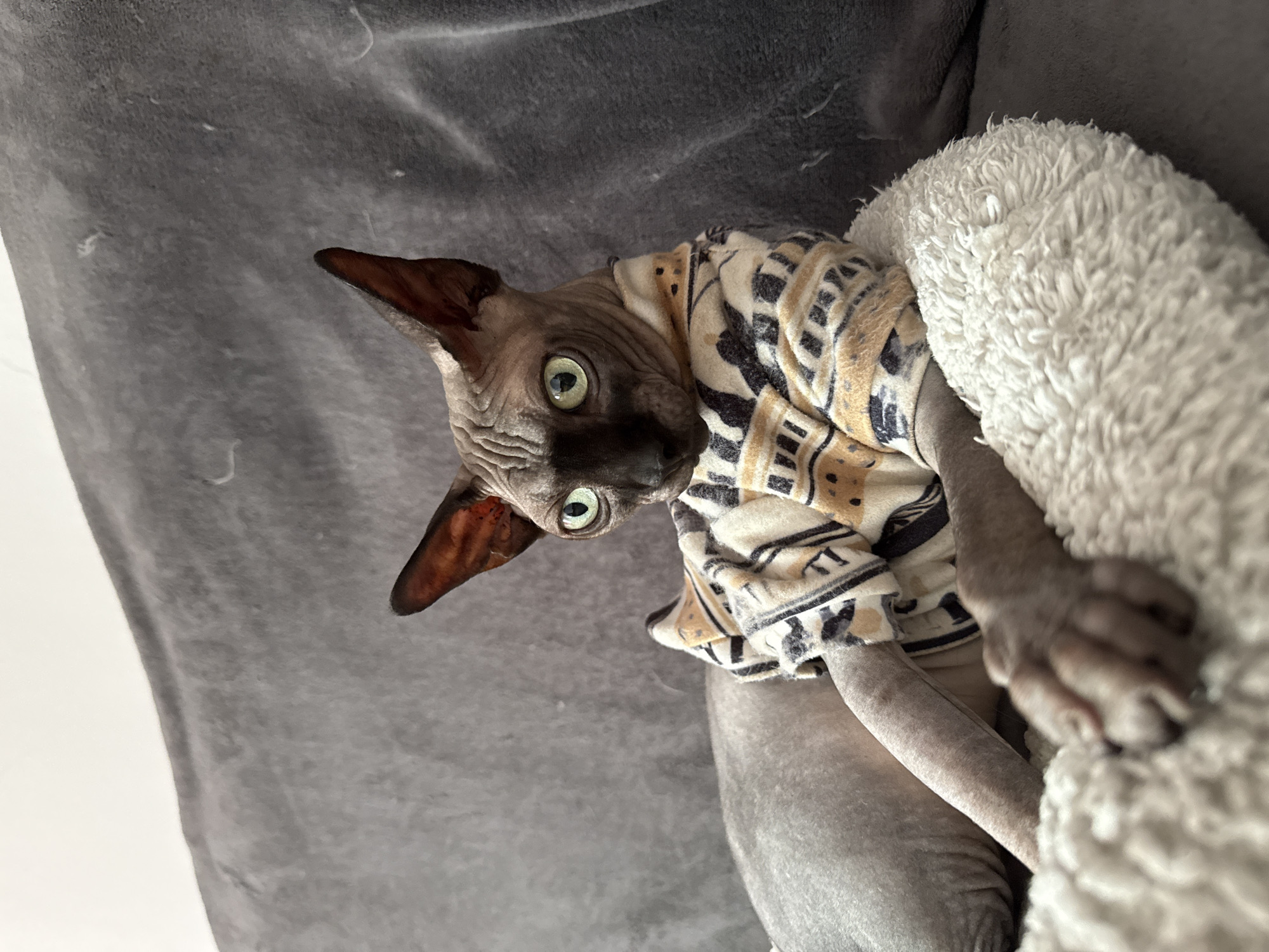Sphynx cat in a patterned shirt lounges around Wrocław home