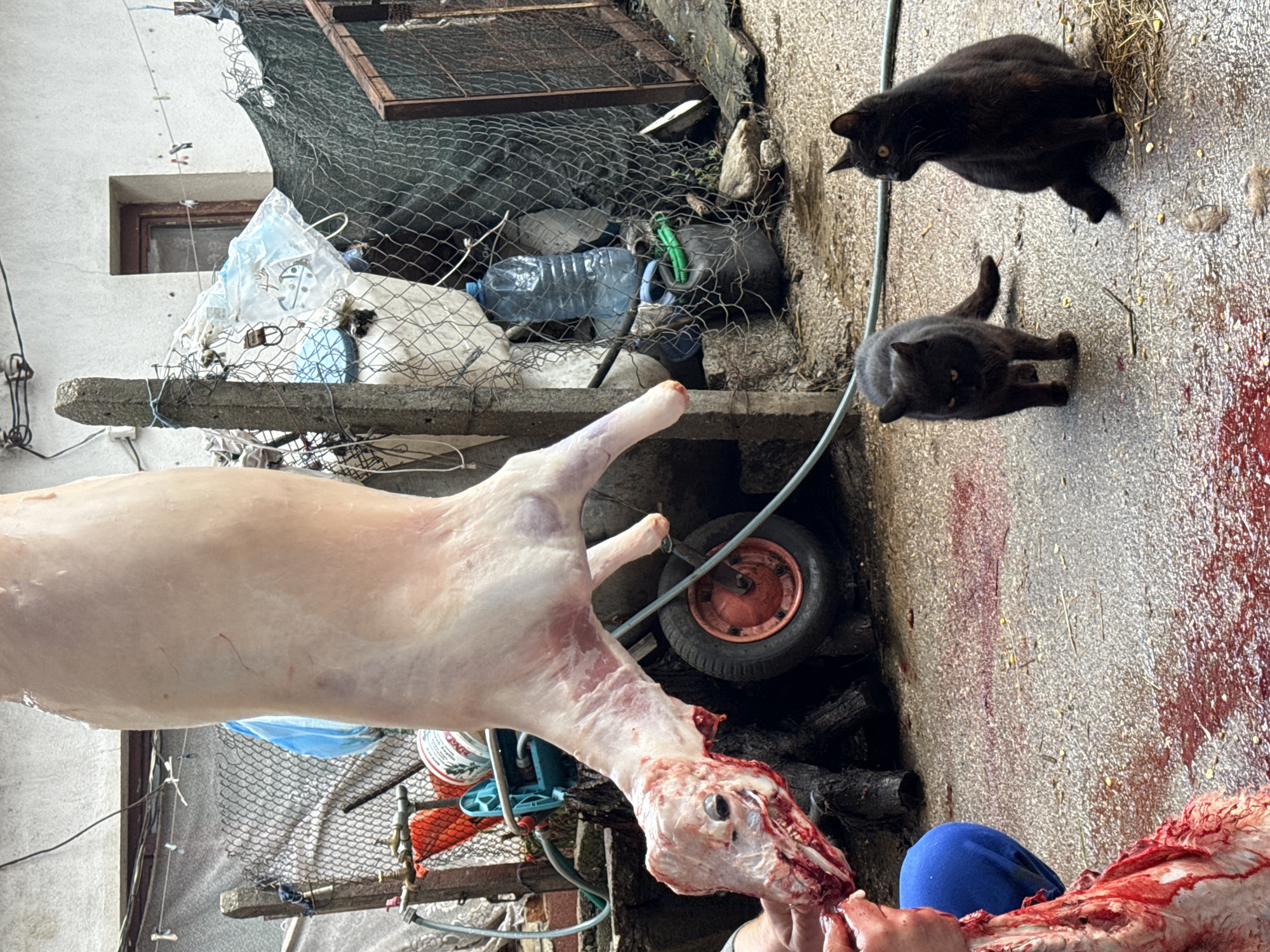 Person handles animal carcass outdoors in Raduil, Bulgaria