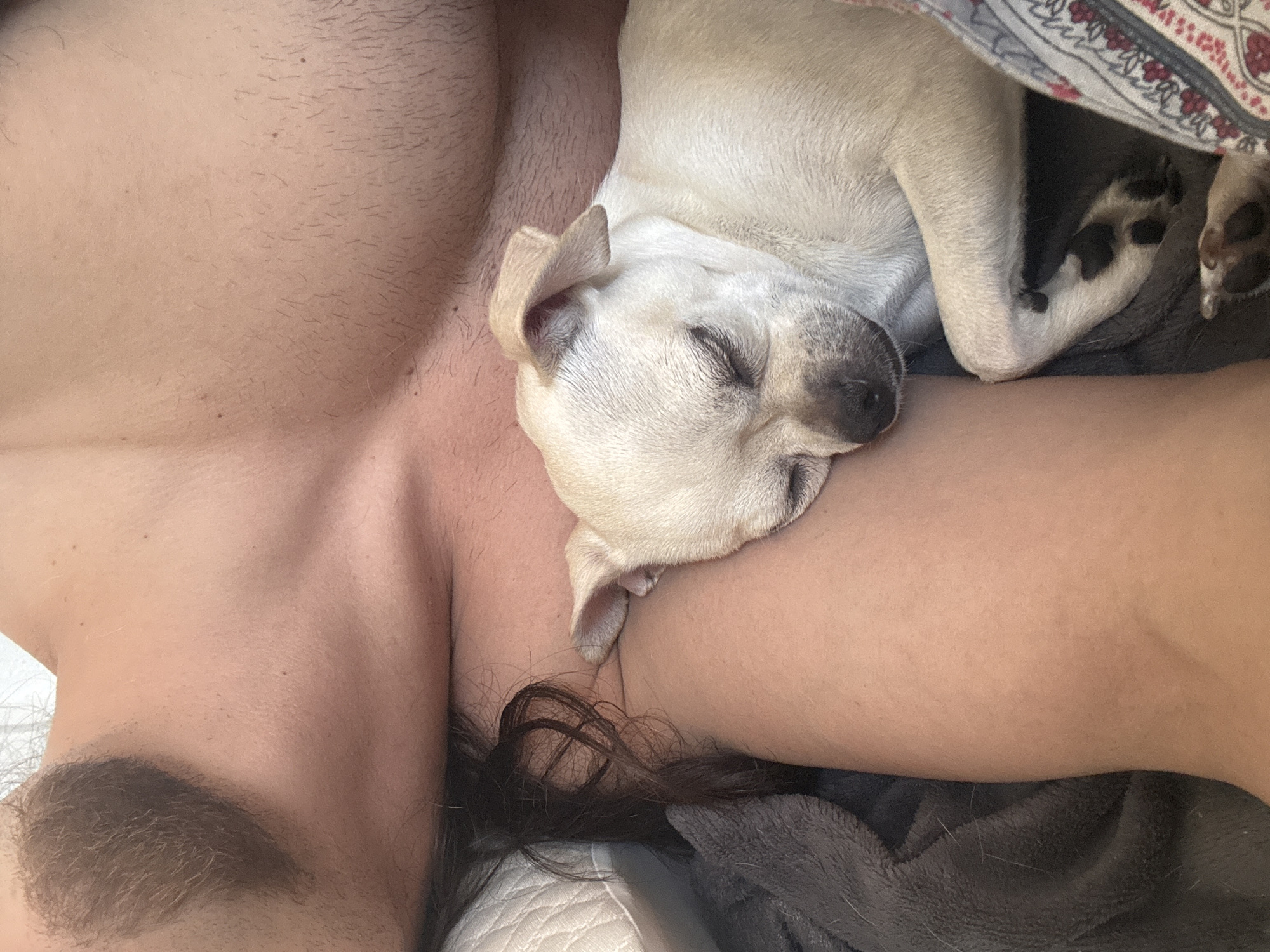 Morning rest with sleeping dog in Sofia bedroom
