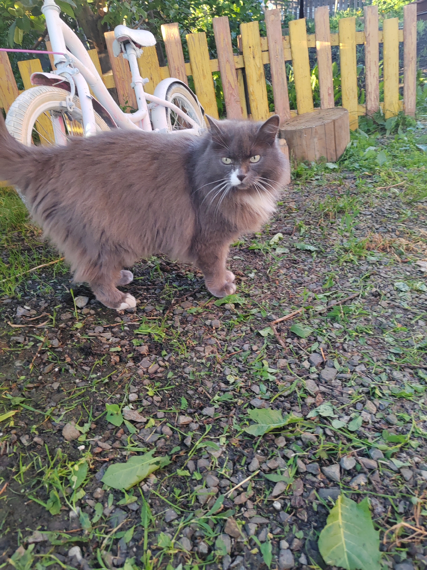Cats, a dog, a nested chick, and a quiet backyard moment.