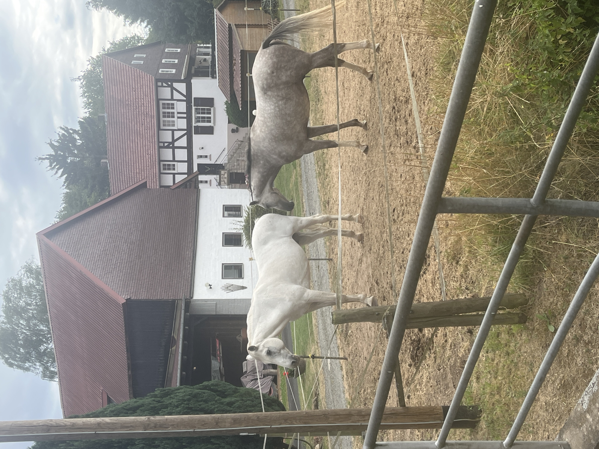 Two horses in a paddock at a rural Momberg property