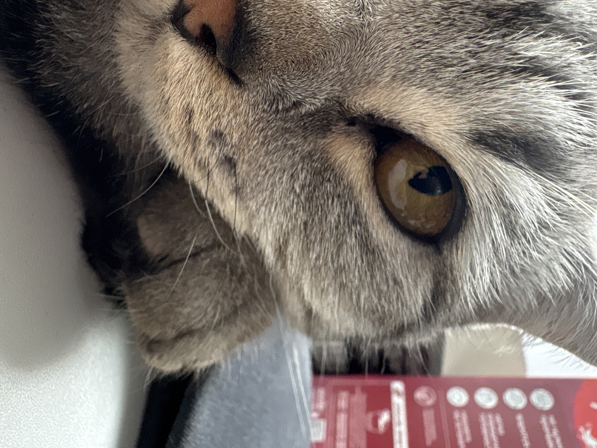 Tabby cat close-ups and an unfinished building in Samara