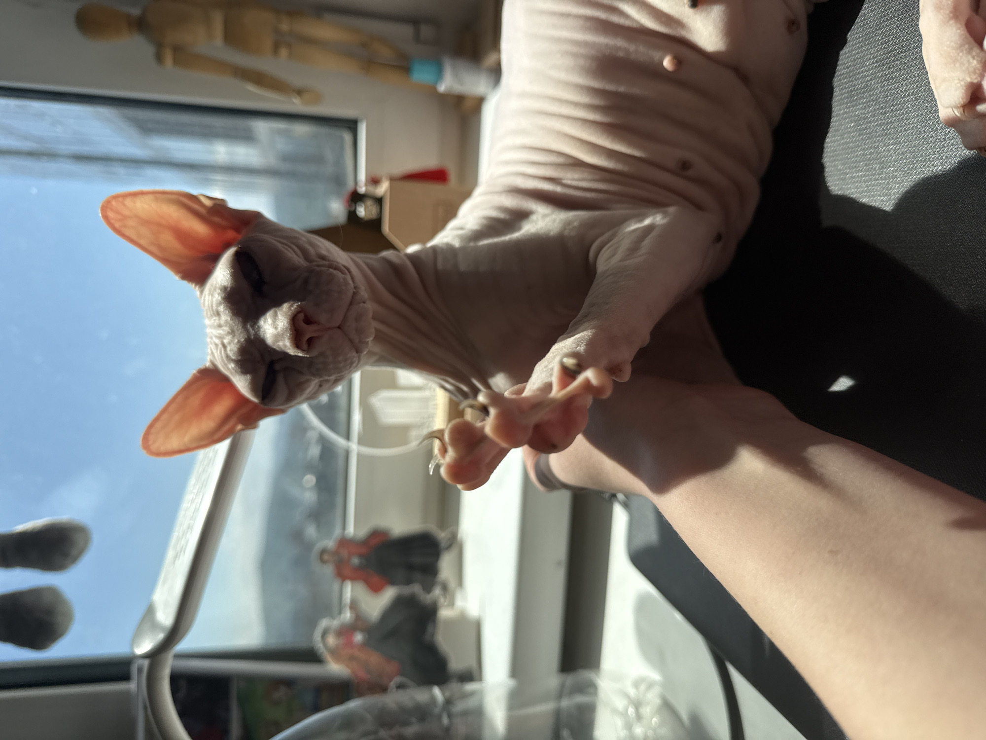 Sphynx cat observed in domestic setting in Krasnoyarsk