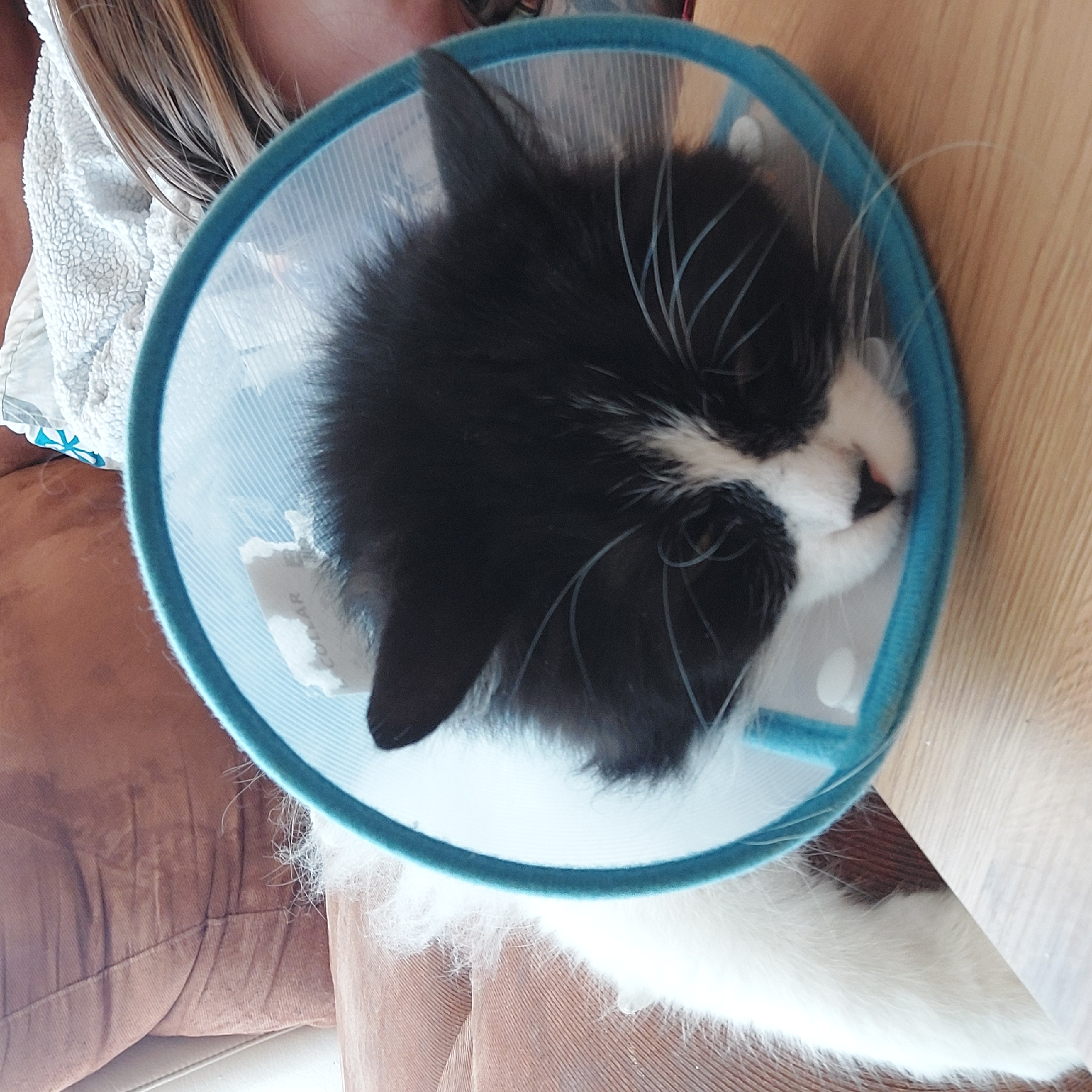 Cat in protective cone spotted resting indoors in Plovdiv