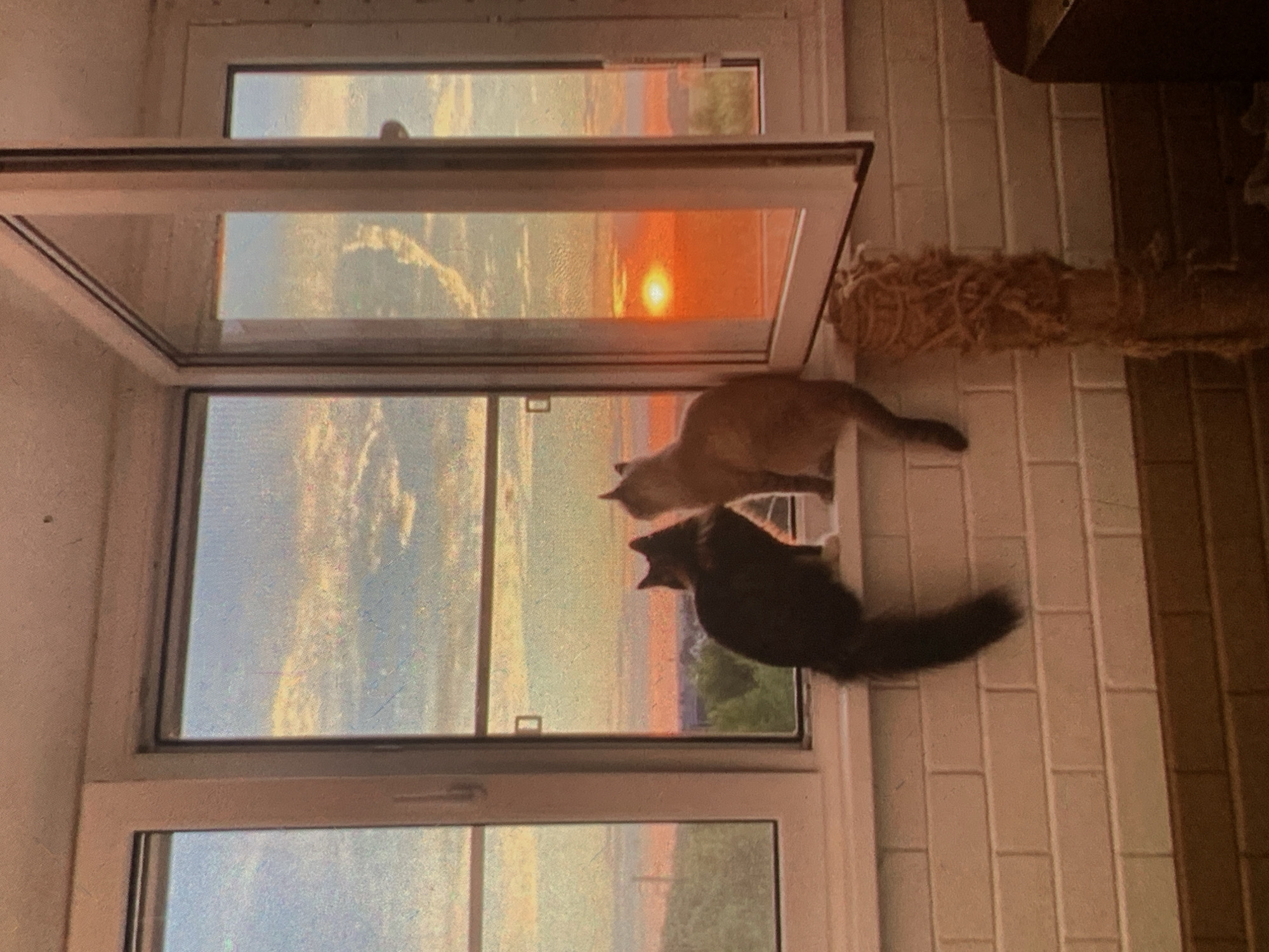 Pets, flowers, and summer light in Nizhny Tagil