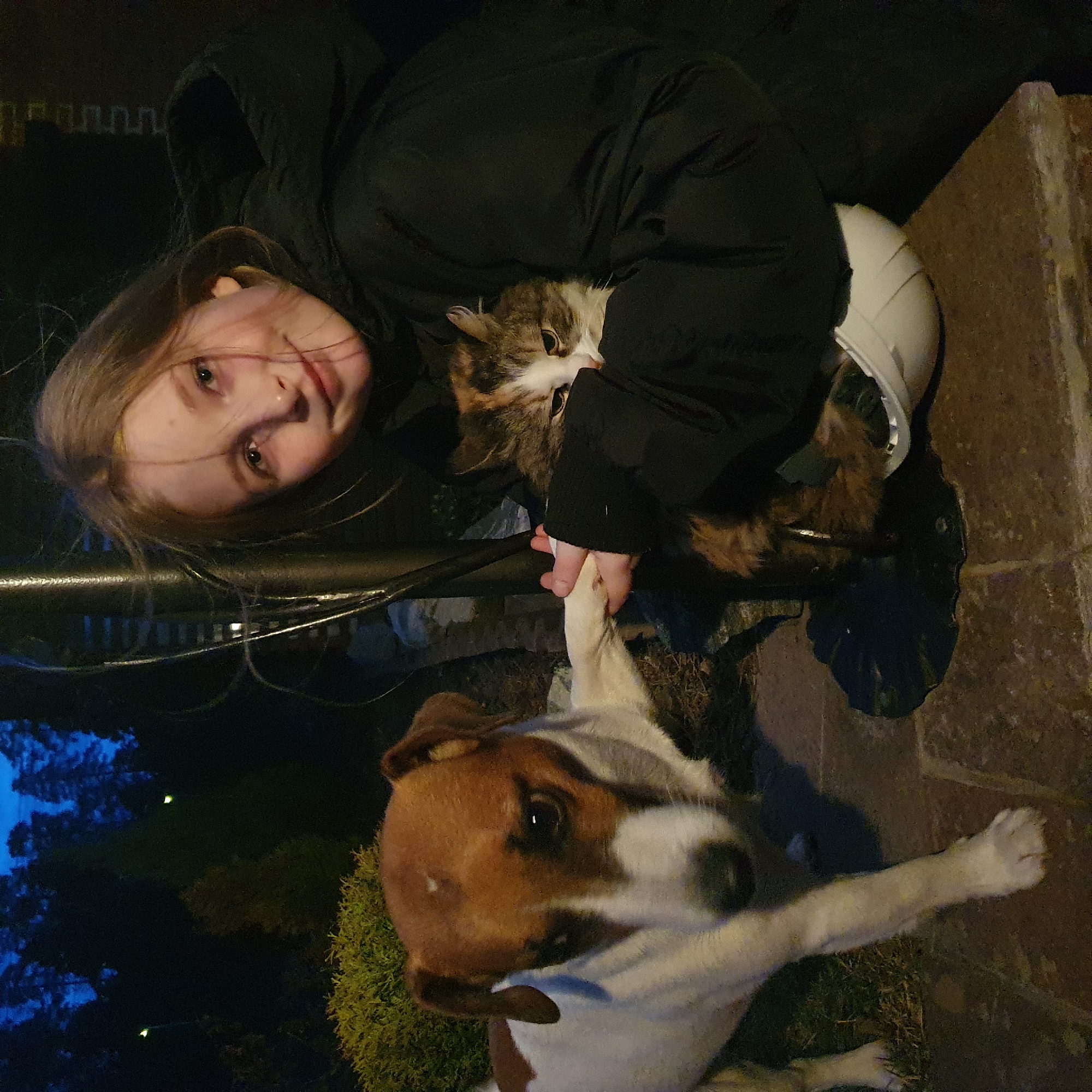 Outdoor pet interactions and playful activities captured in Chaikovsky