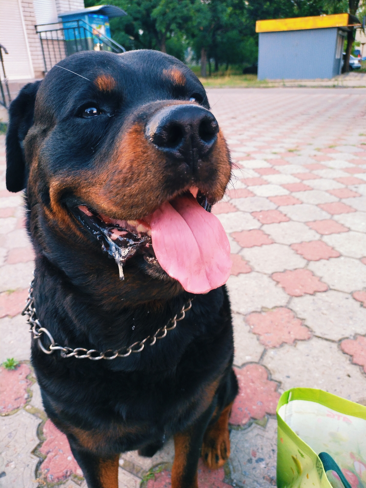 Hoverboards, a Rottweiler, and a summer sunset in Horishni Plavni