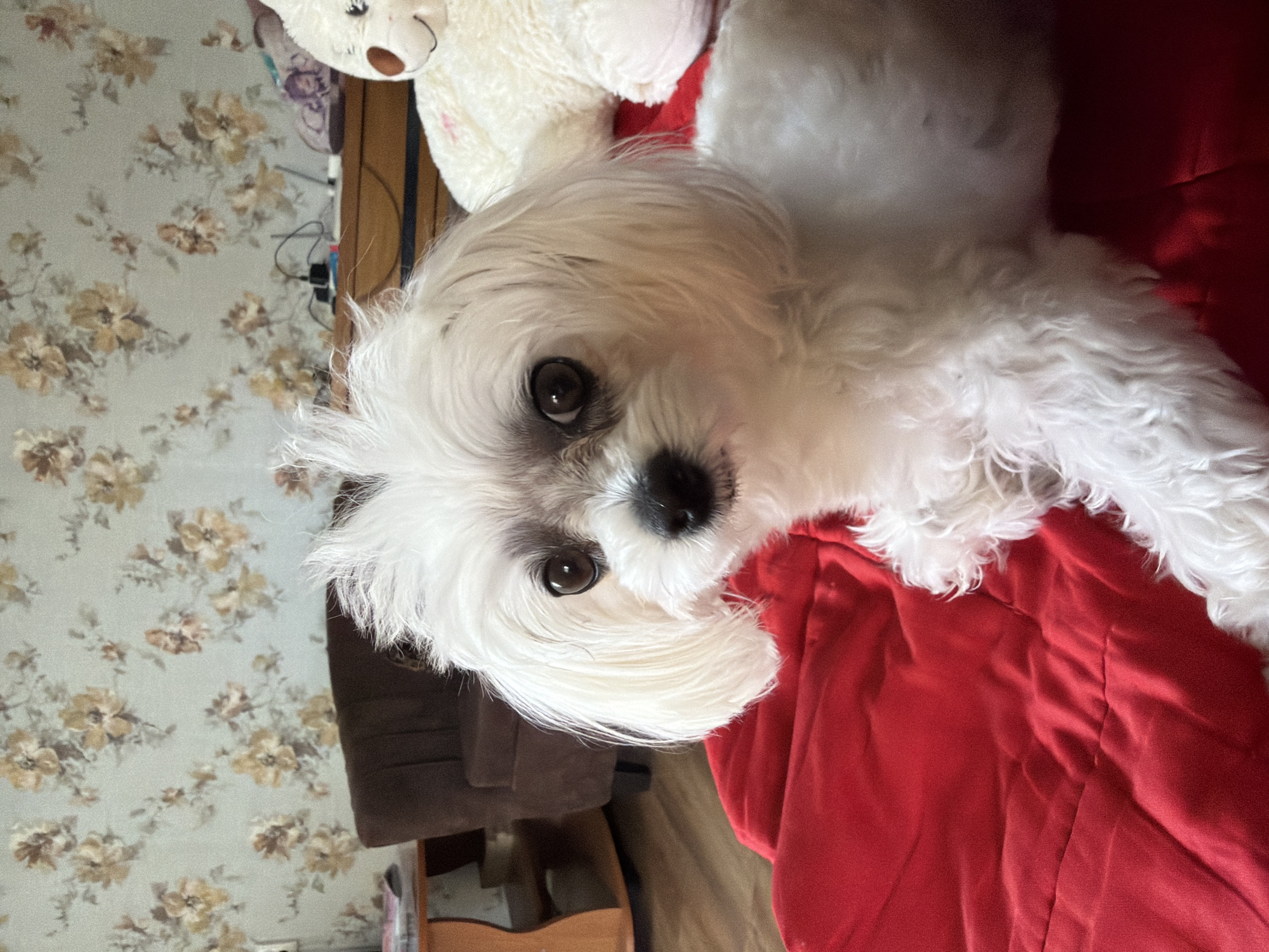 Lazy morning hangout with a Maltese dog in Partenit apartment