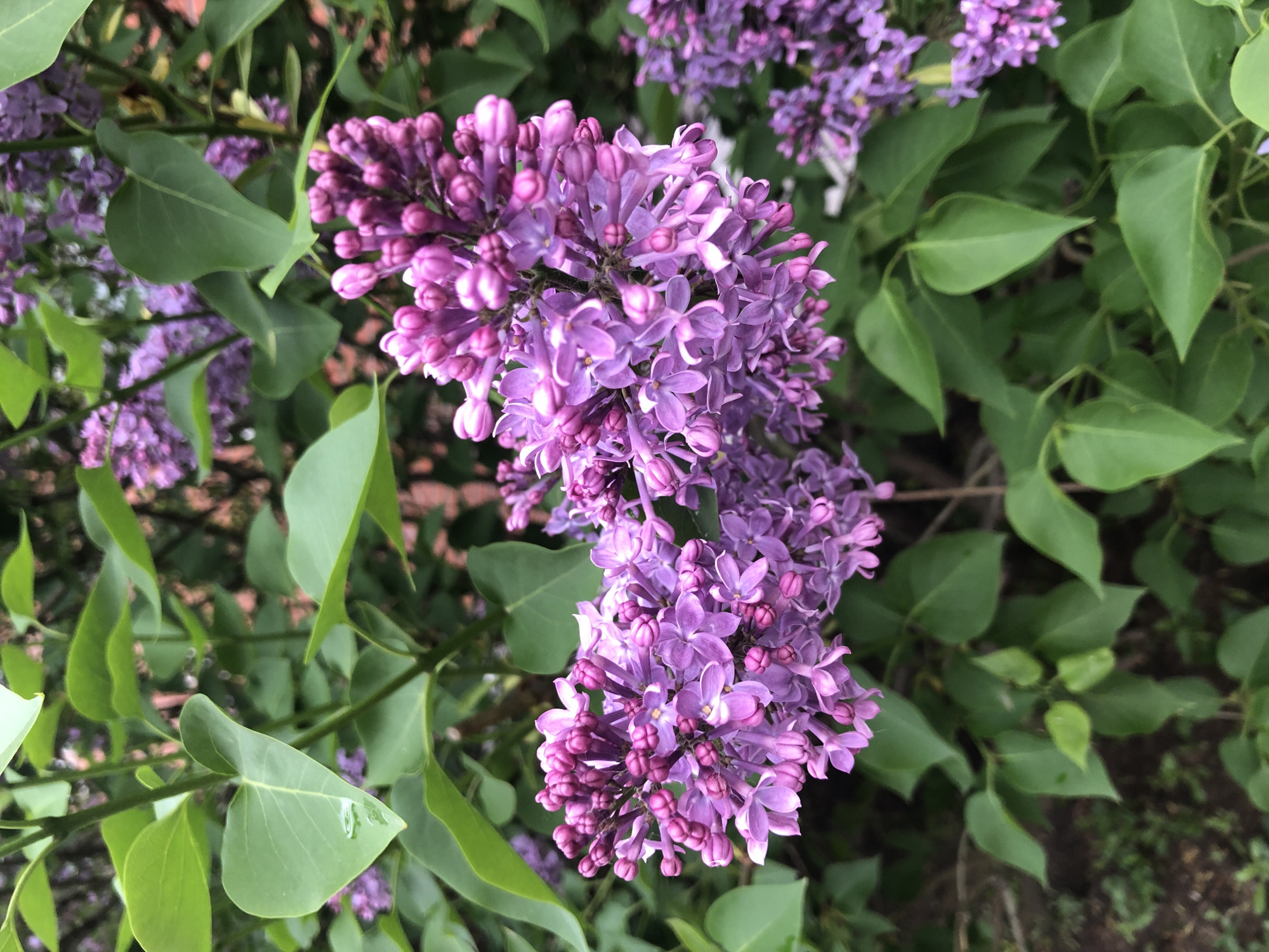 Urban lilac bush blooms captured under cloudy evening skies